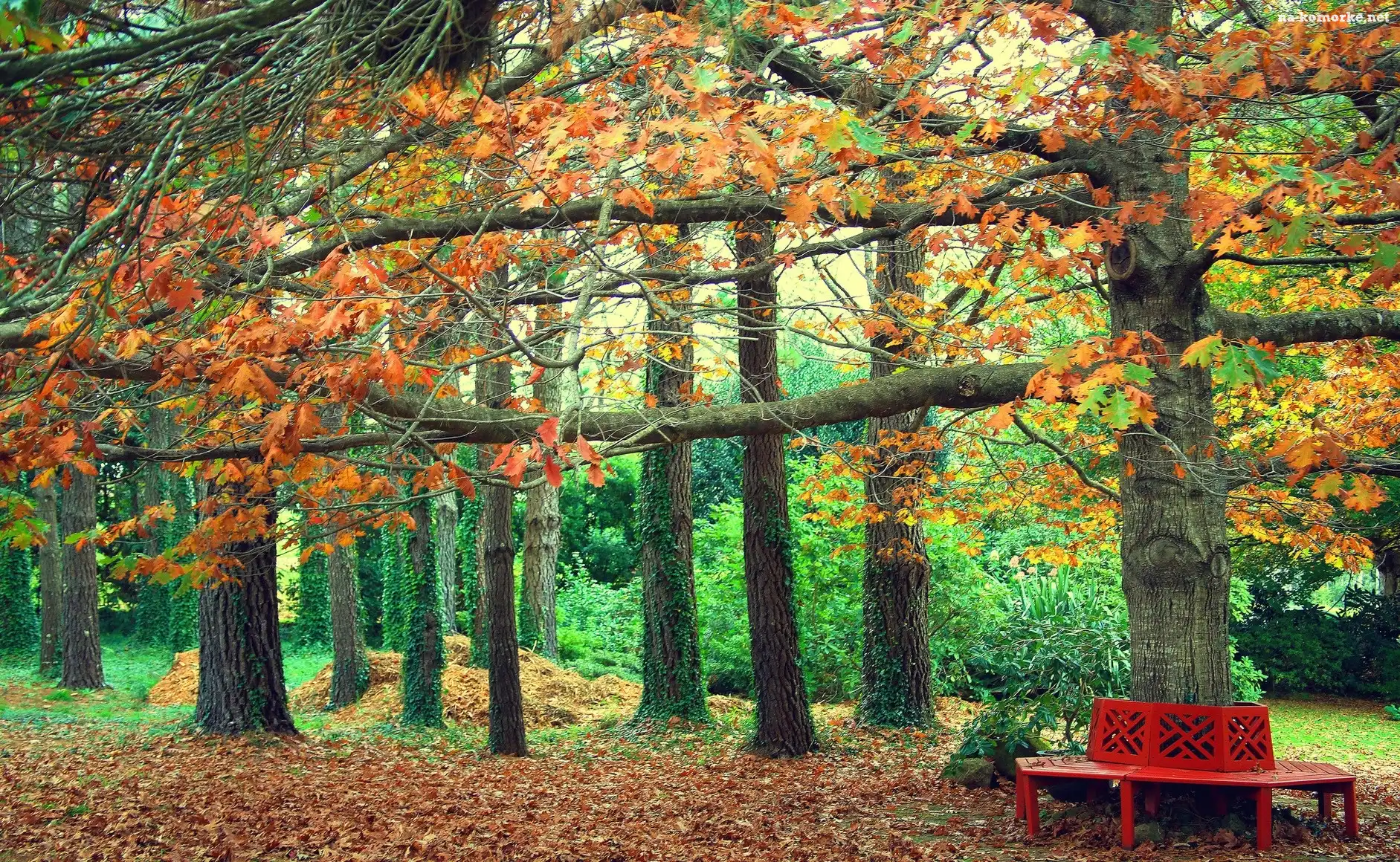 Jesień, Park, Ławka, Drzewa, Liście