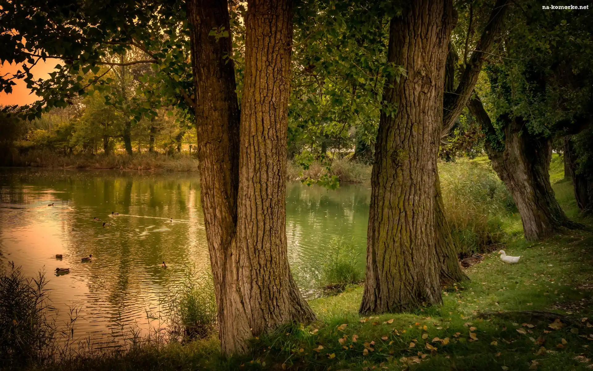 Jesień, Staw, Kaczki, Drzewa, Liście