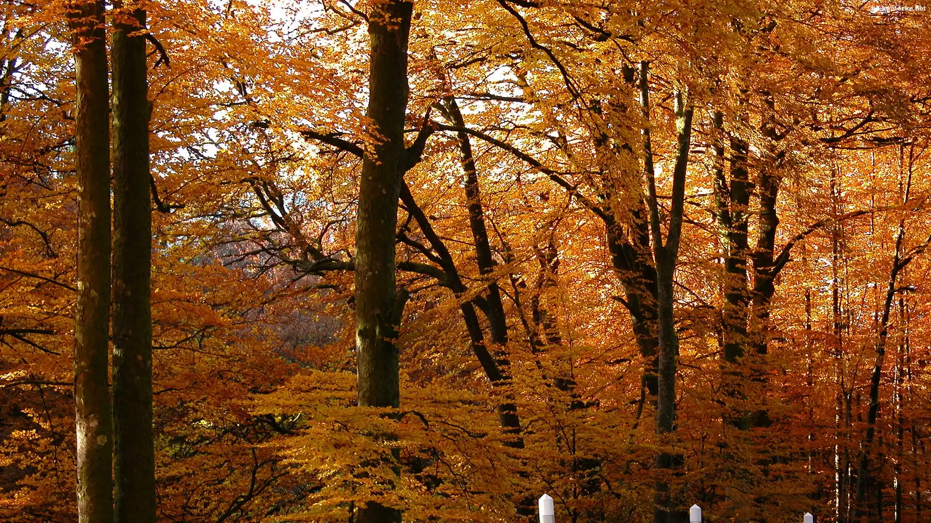 Drzewa, Jesień, Park