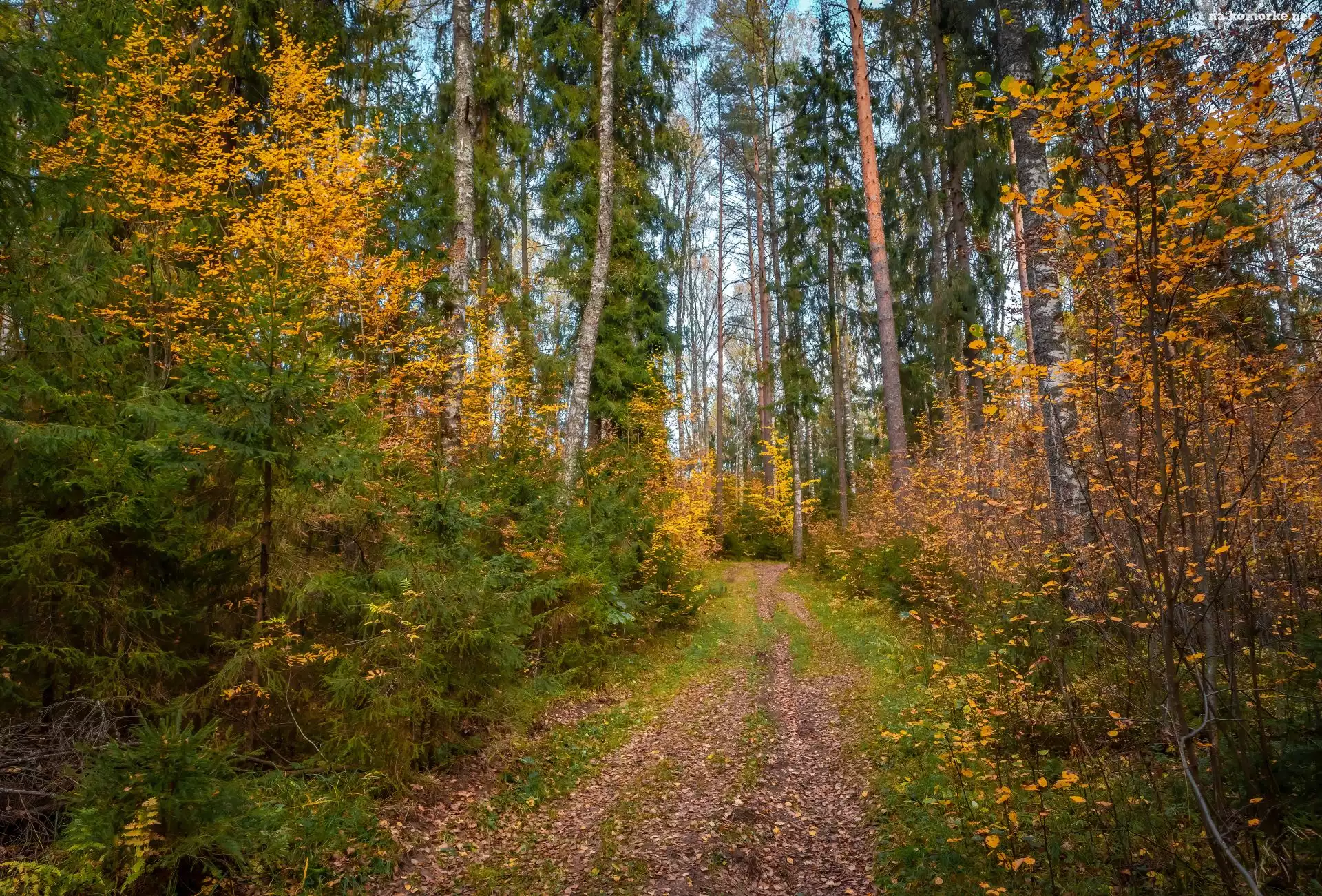 Liście, Las, Ścieżka, Jesień, Krzewy, Drzewa