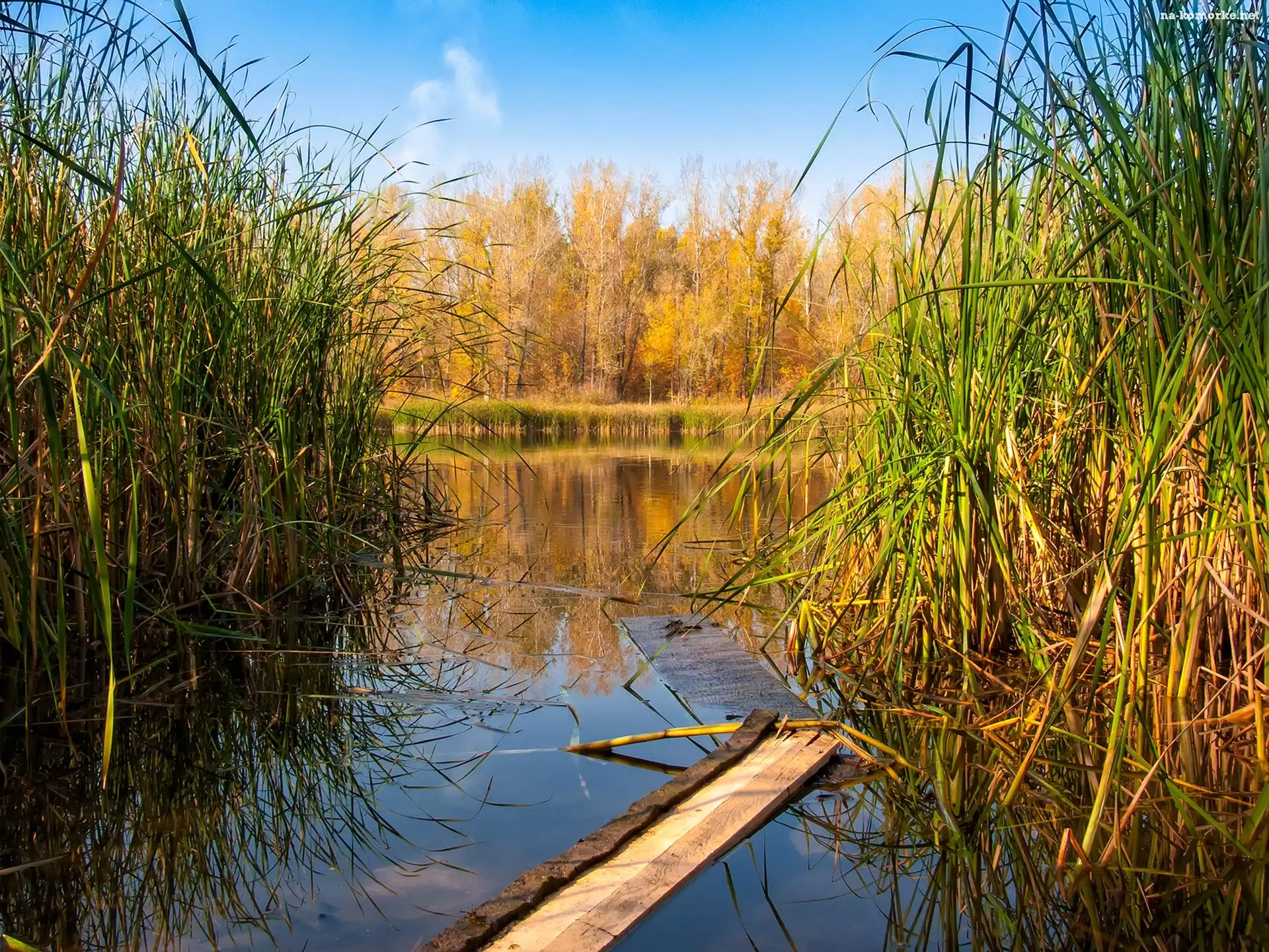 Jesień, Staw, Drzewa, Trzcina