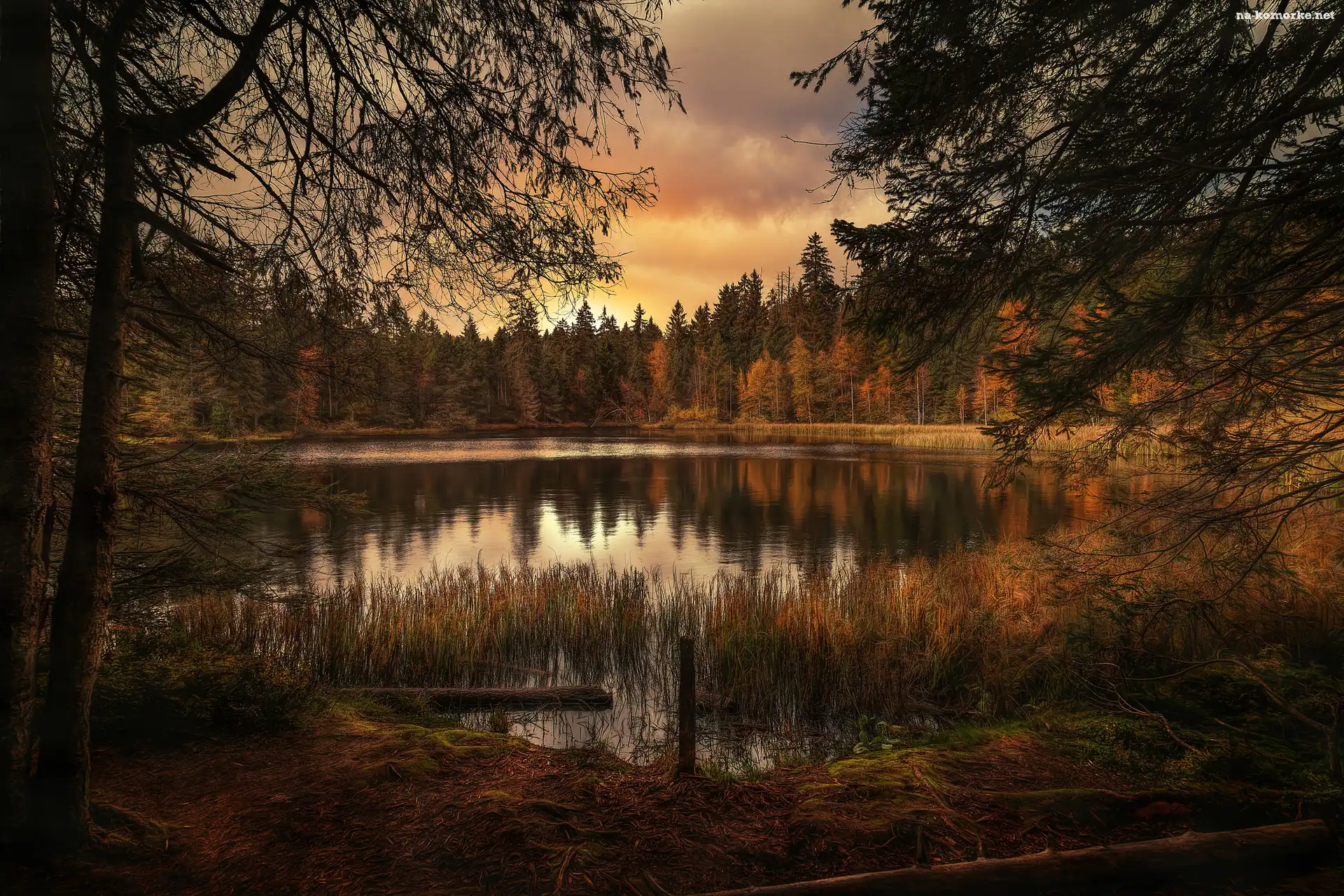Jesień, Drzewo, Jezioro, Las