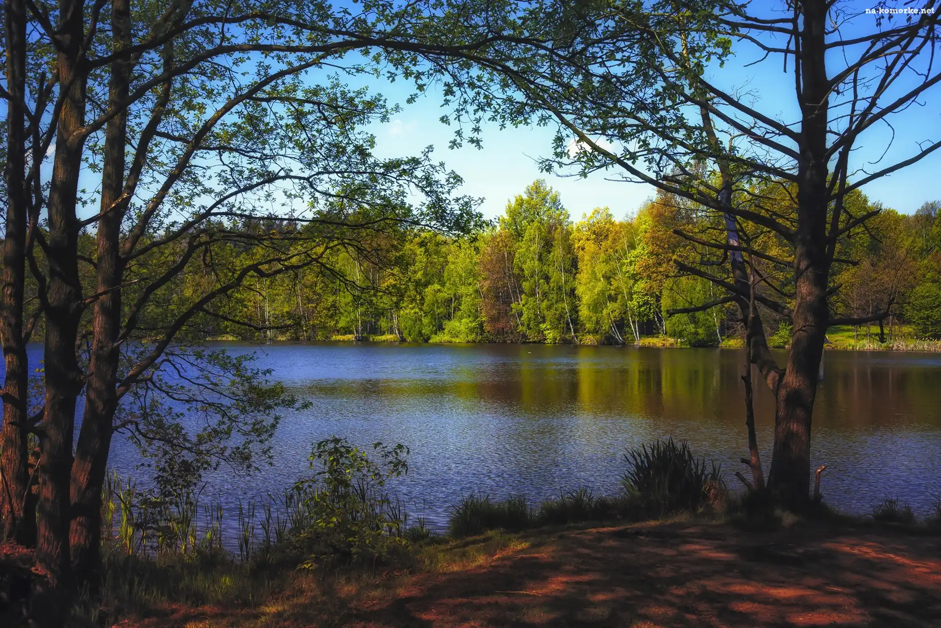Jesień, Las, Jezioro, Drzewa