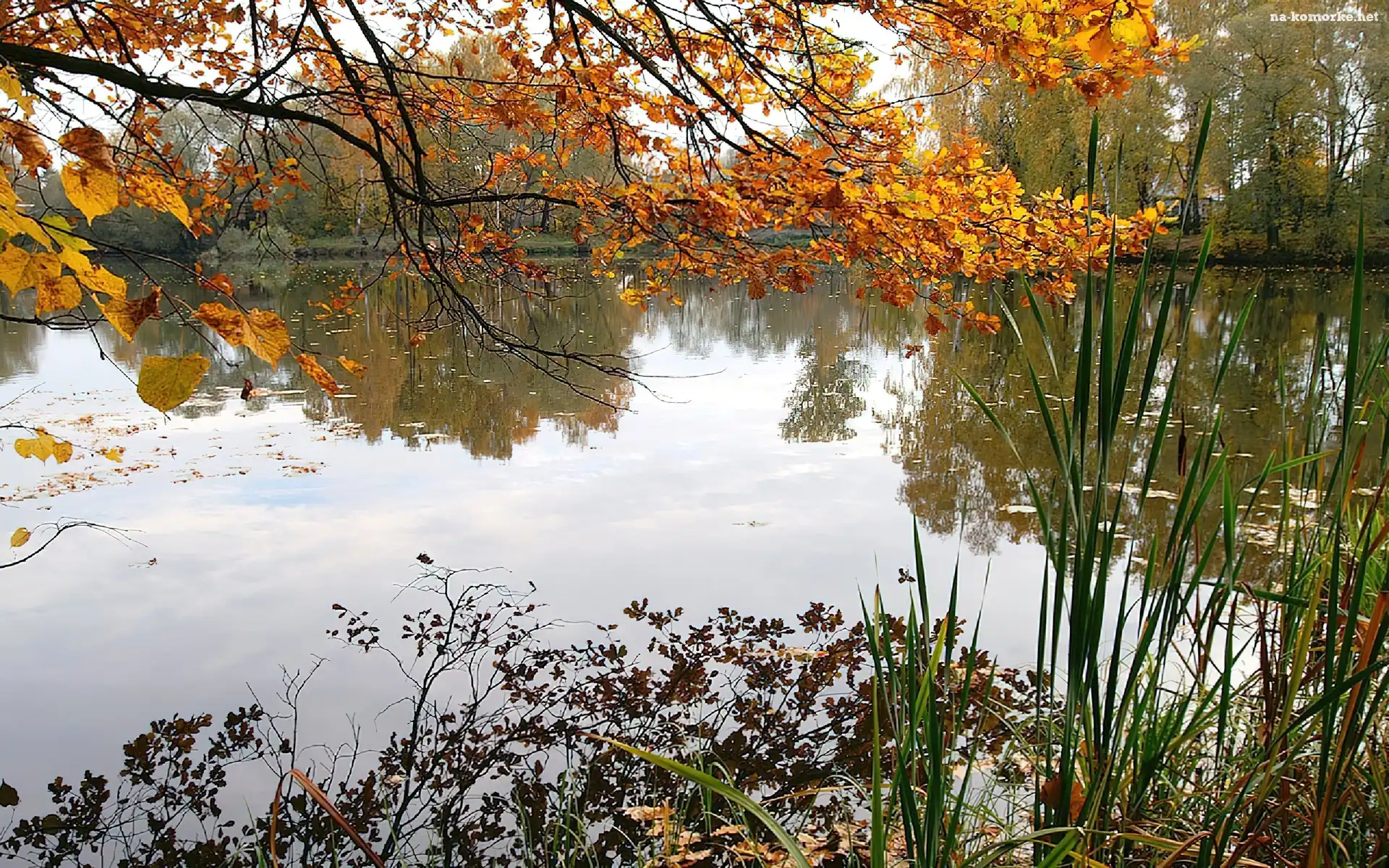 Jezioro, Jesień, Zarośla