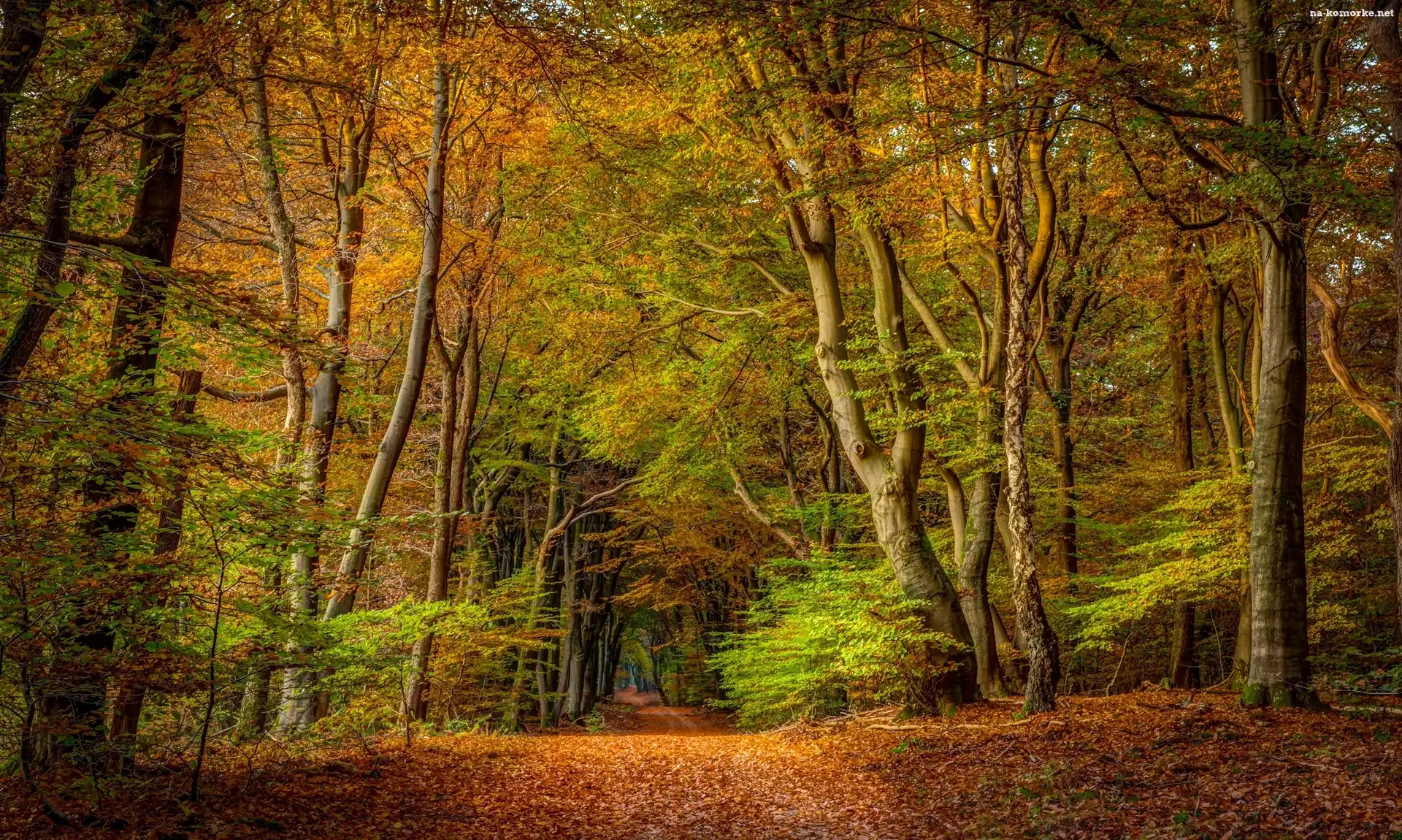 Jesień, Las