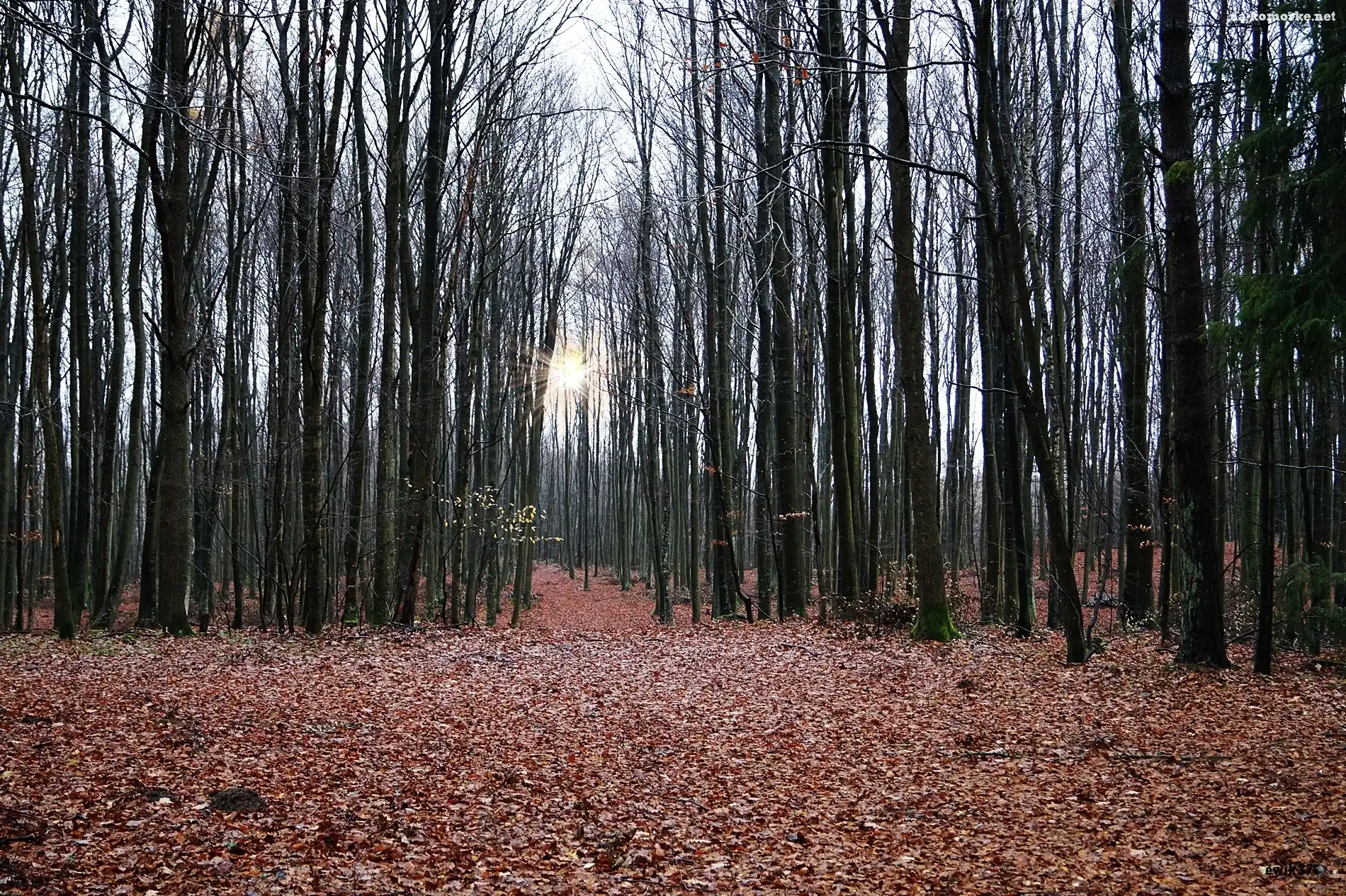 Jesień, Blask, Las, Droga