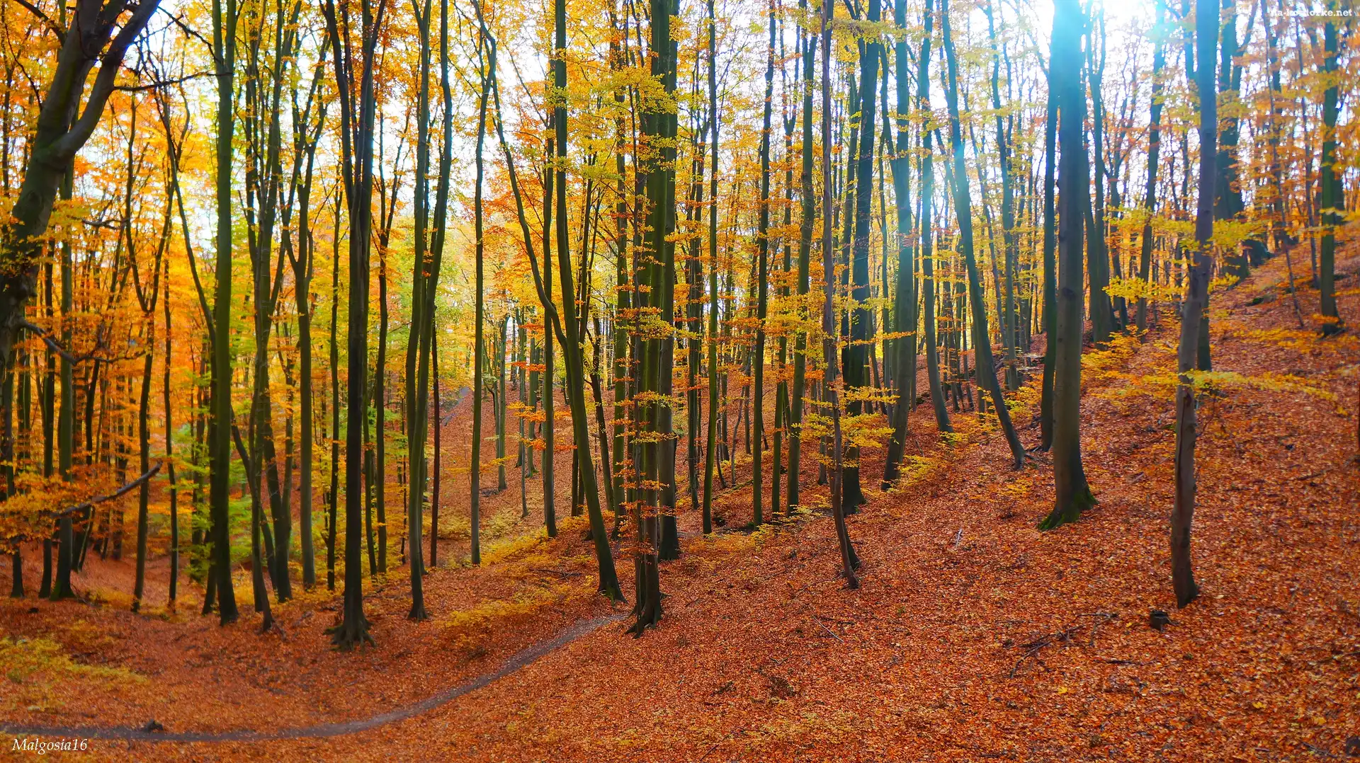 Las, Jesień, Drzewa