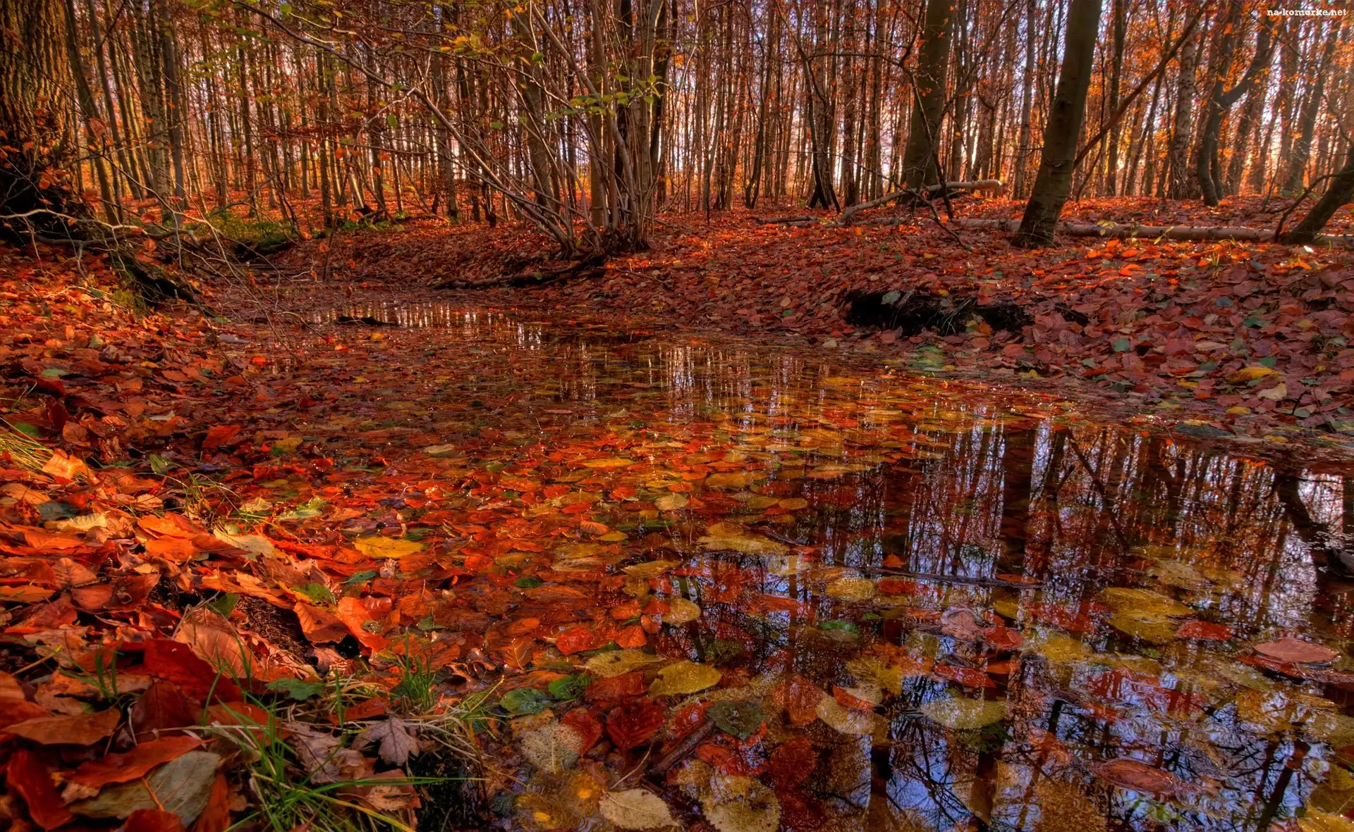 Jesień, Kałuża, Las, Liście