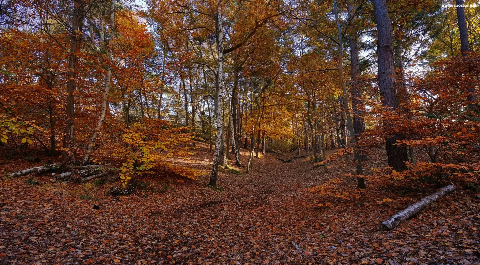 Jesień, Kłody, Las, Drzewa