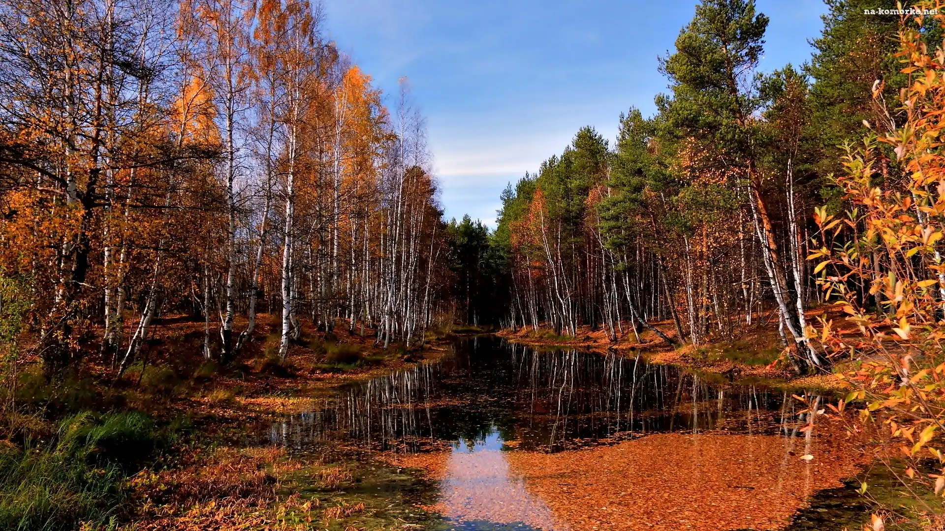 Jesień, Liście, Las, Woda