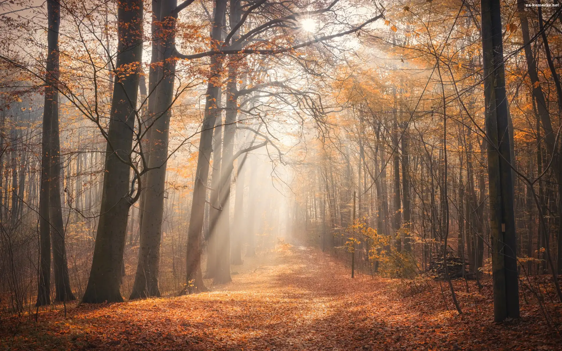 Jesień, Przebijające światło, Las, Drzewa