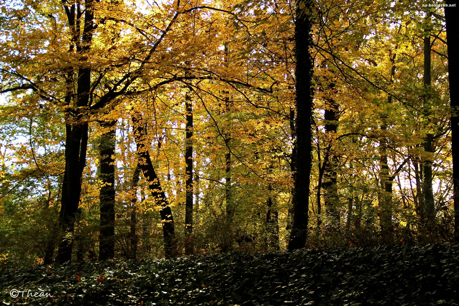 Jesień, Park, Żółte, Liście, Drzewa