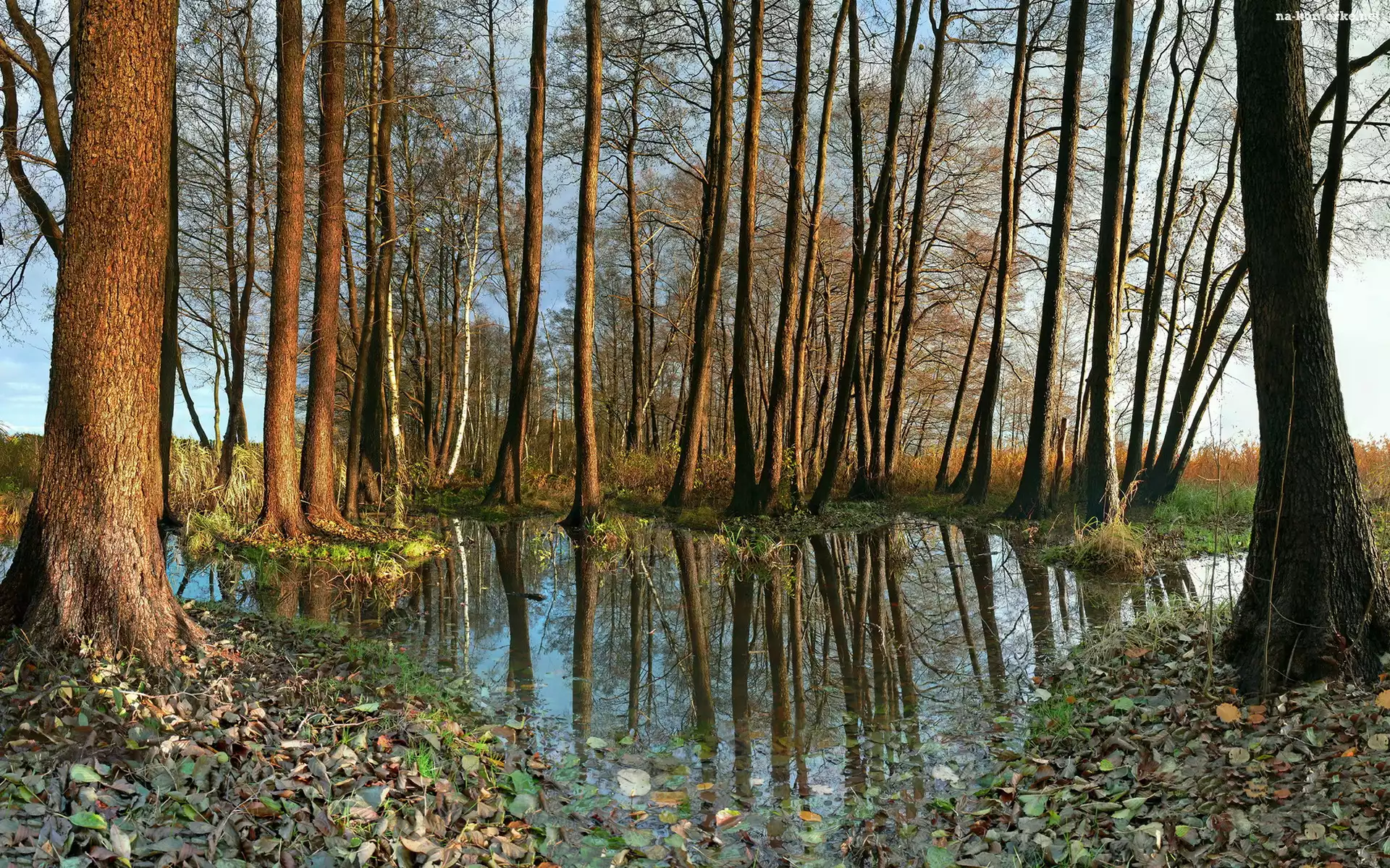 Jesień, Drzewa, Woda, Odbicie, Liście, Trawa