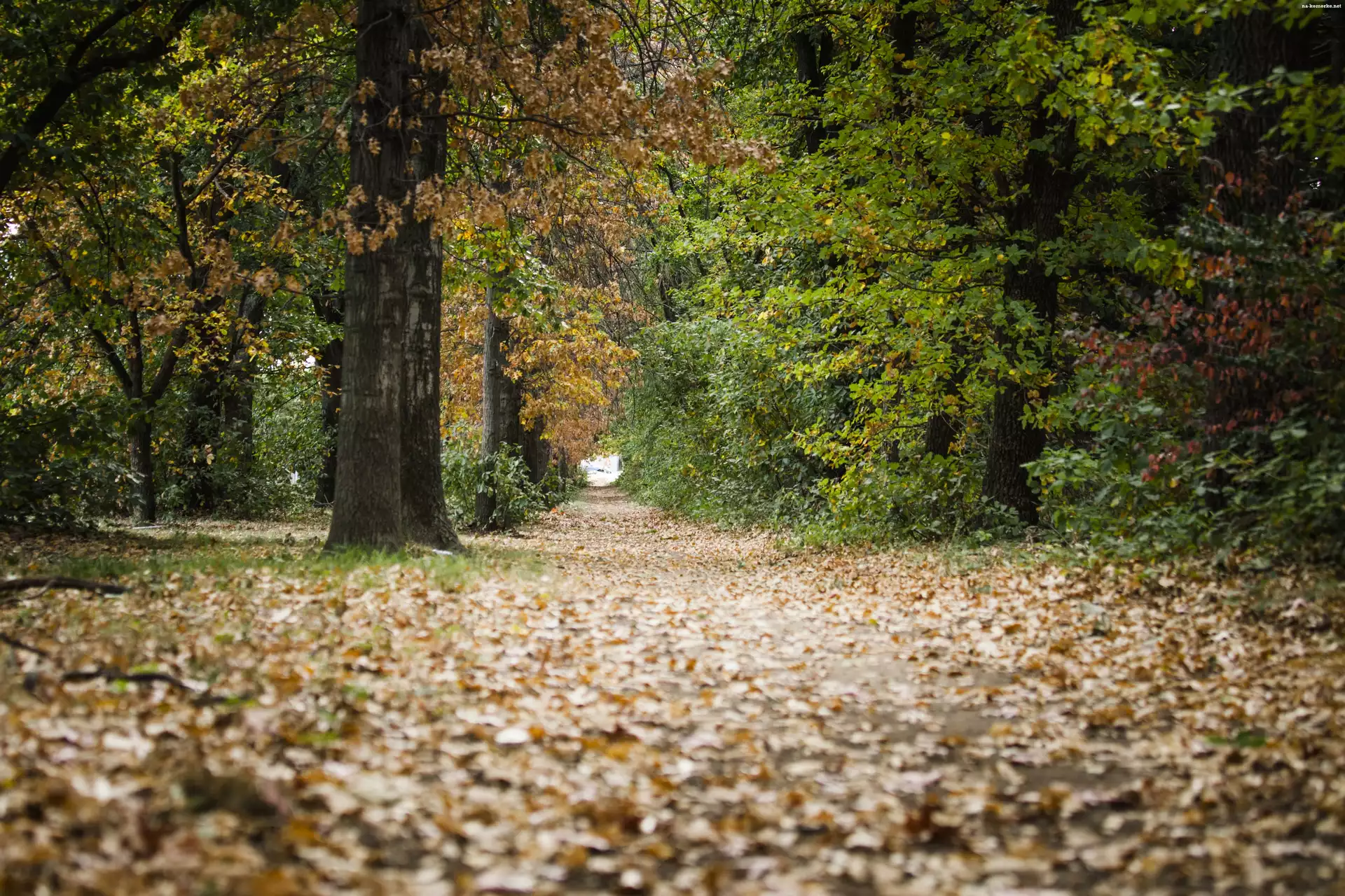 Jesień, Ścieżka, Park, Las