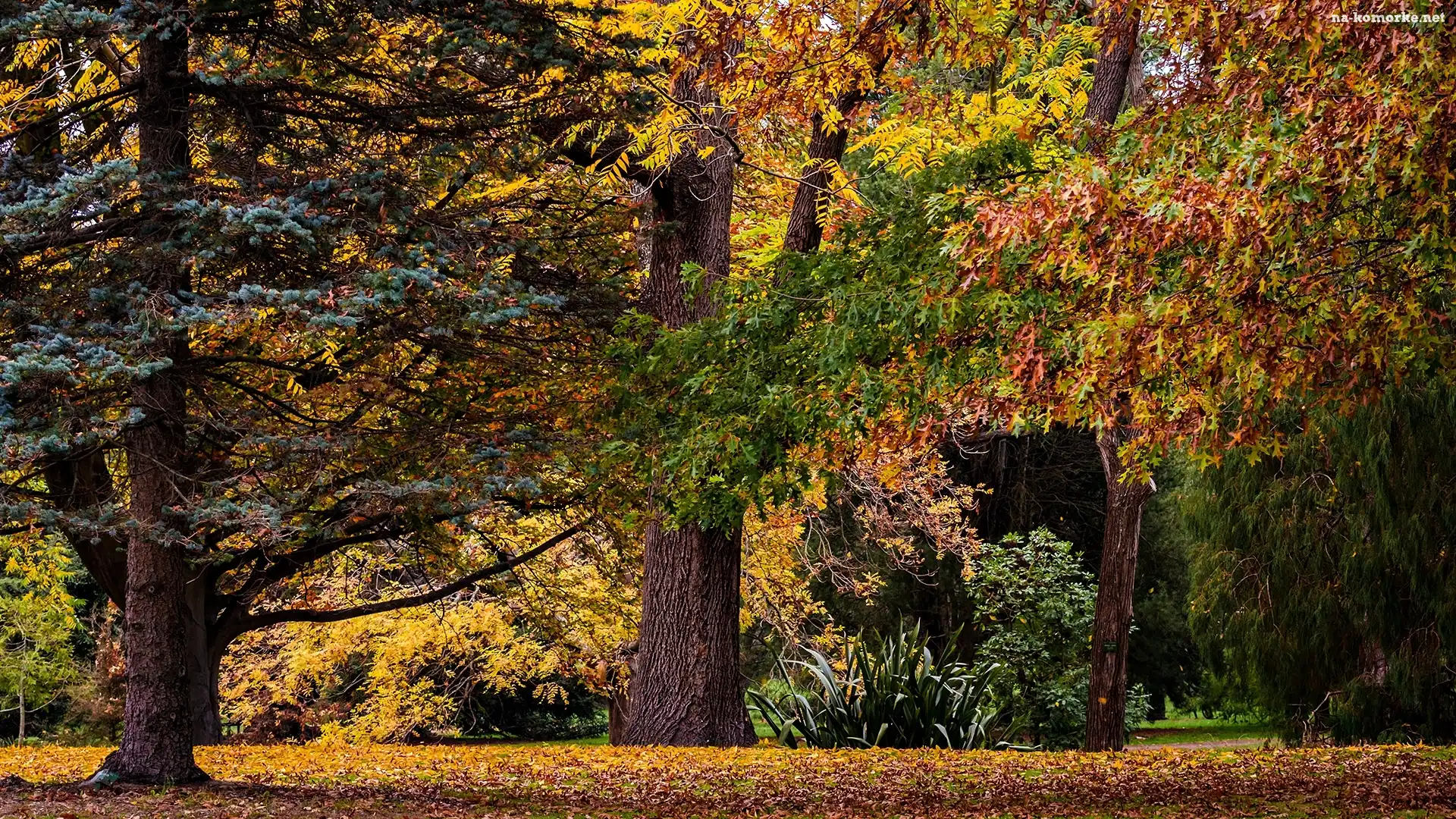 Park, Jesień, Drzewa