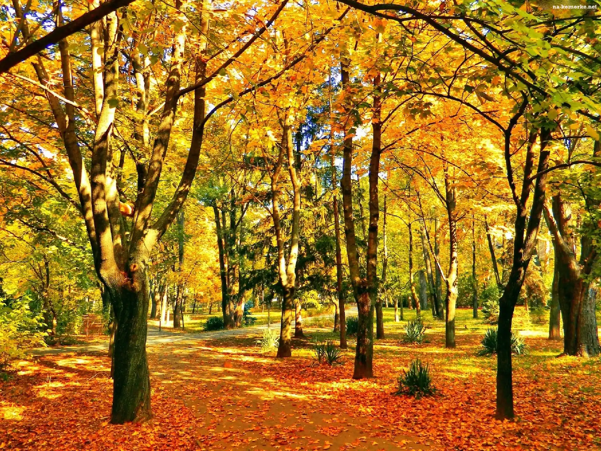 Jesień, Dzień, Park, Słoneczny