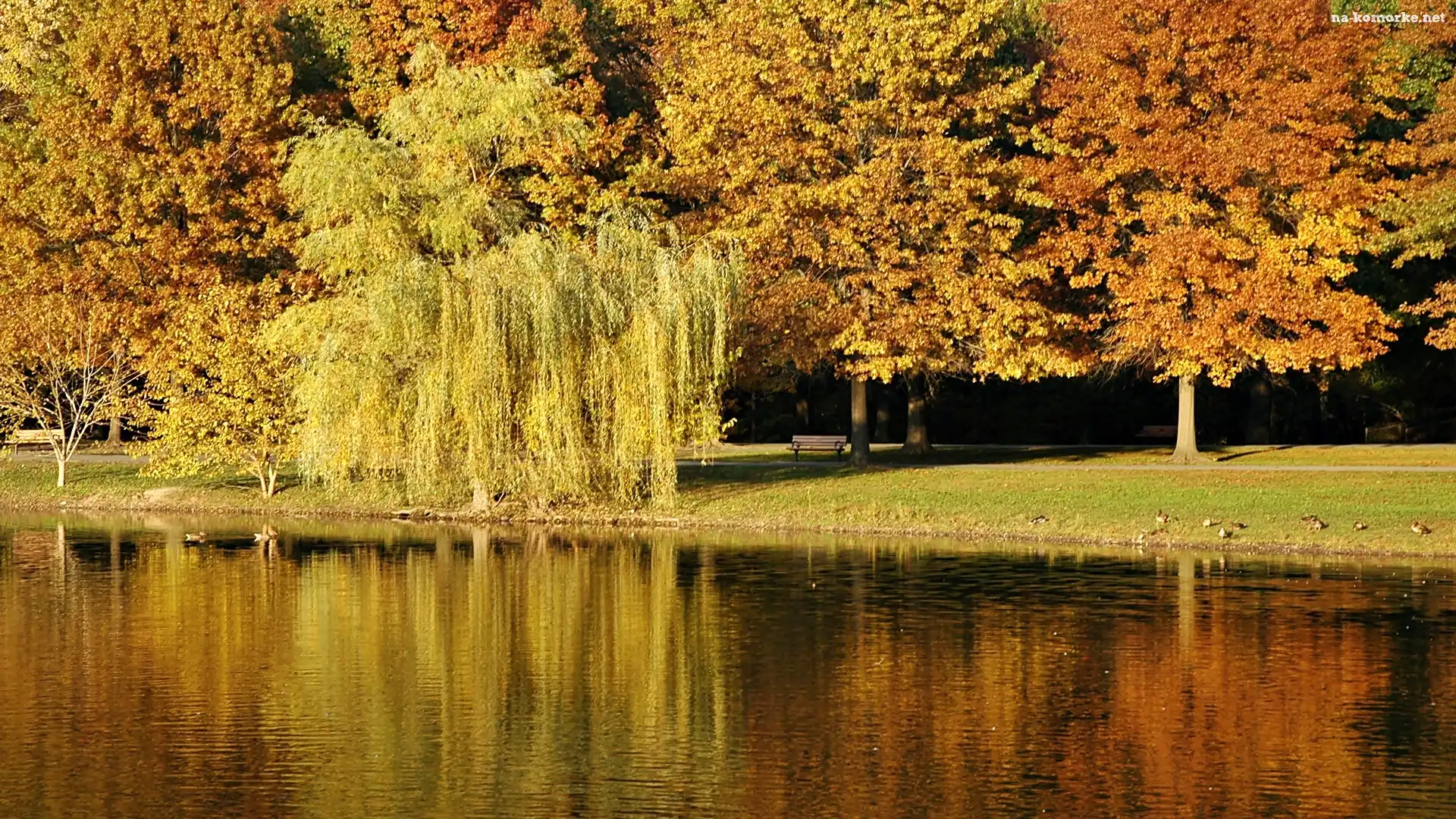 Jesień, Kaczki, Park, Staw