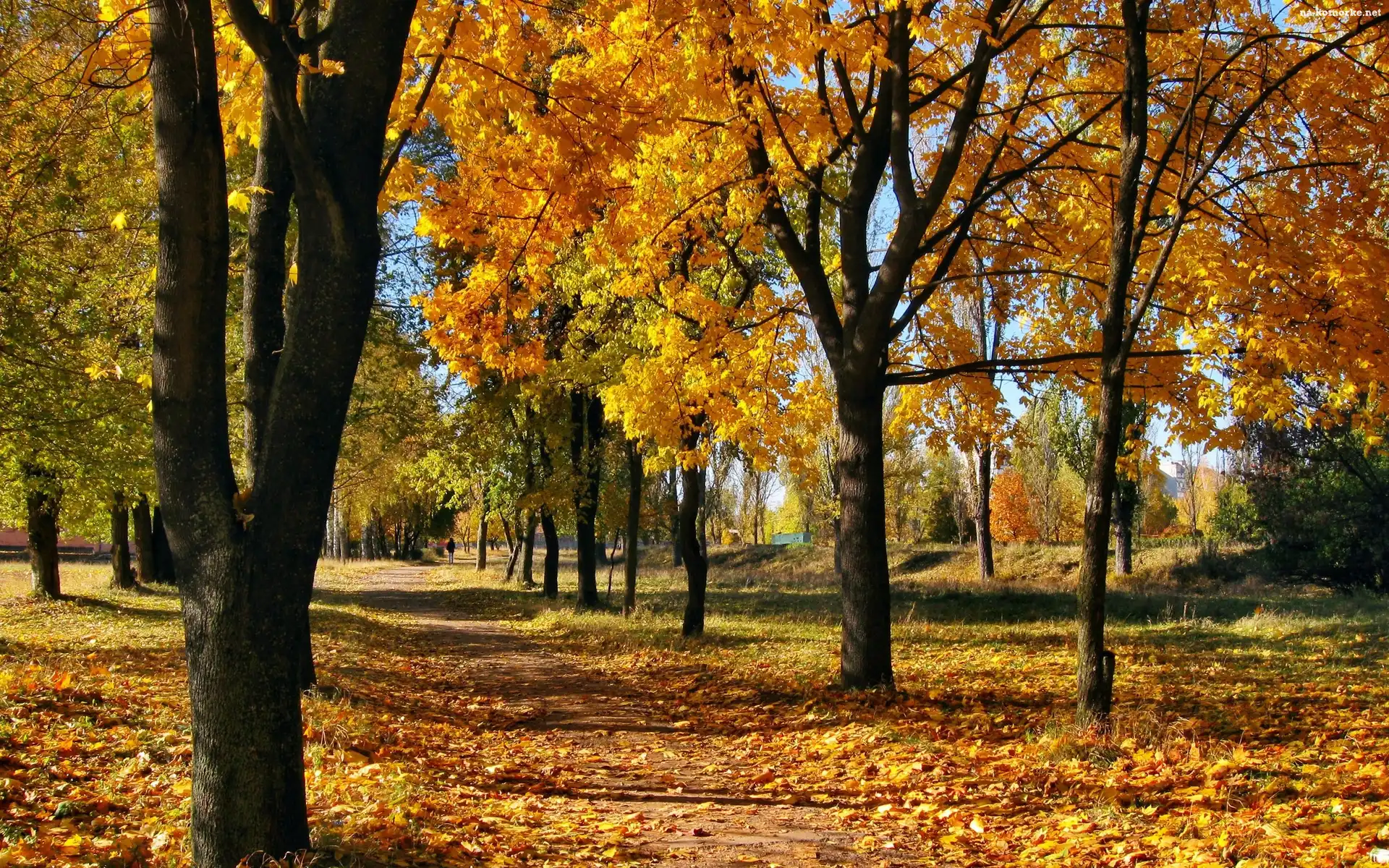 Jesień, Liście, Park, Drzewa