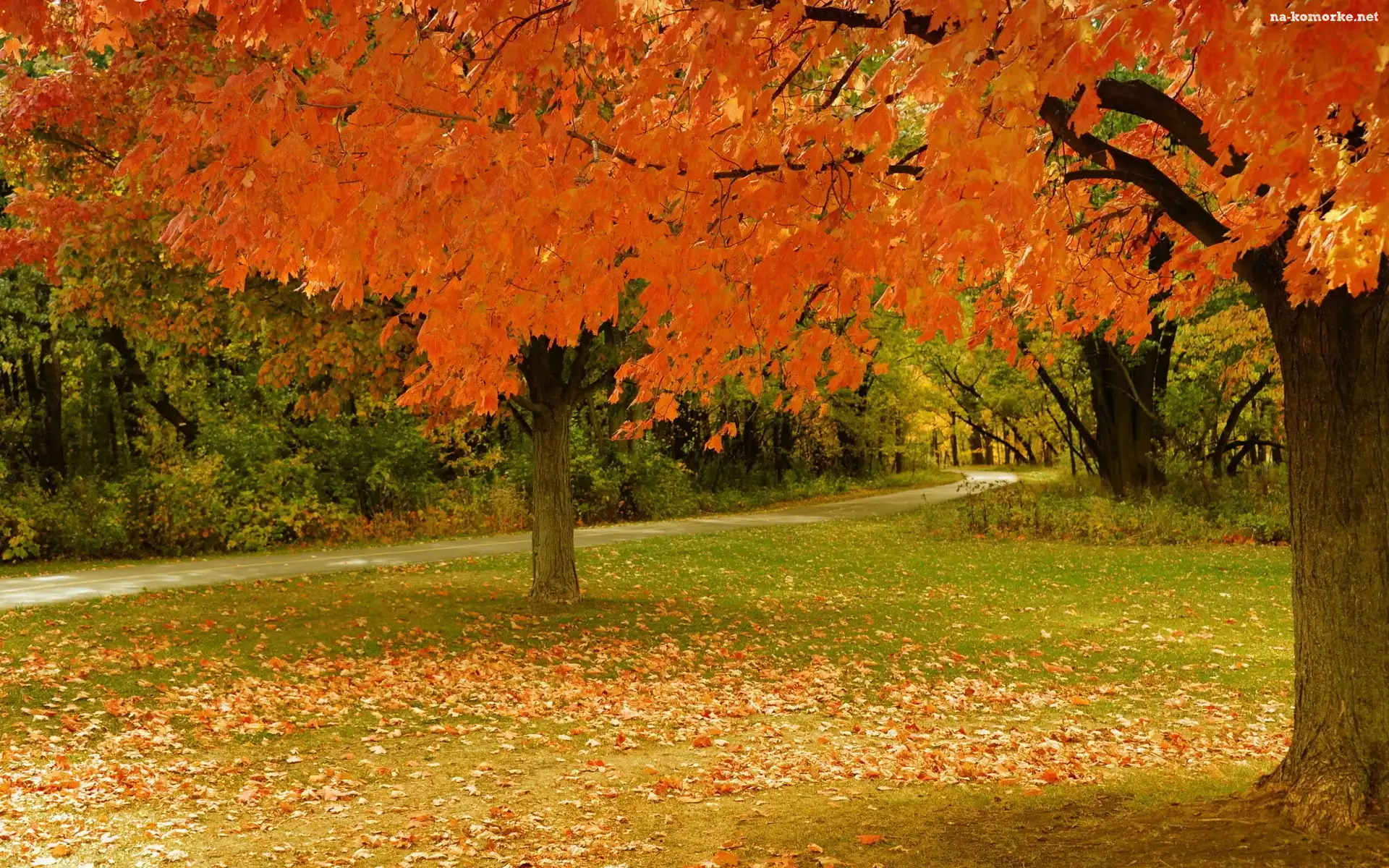 Park, Jesień, Liście