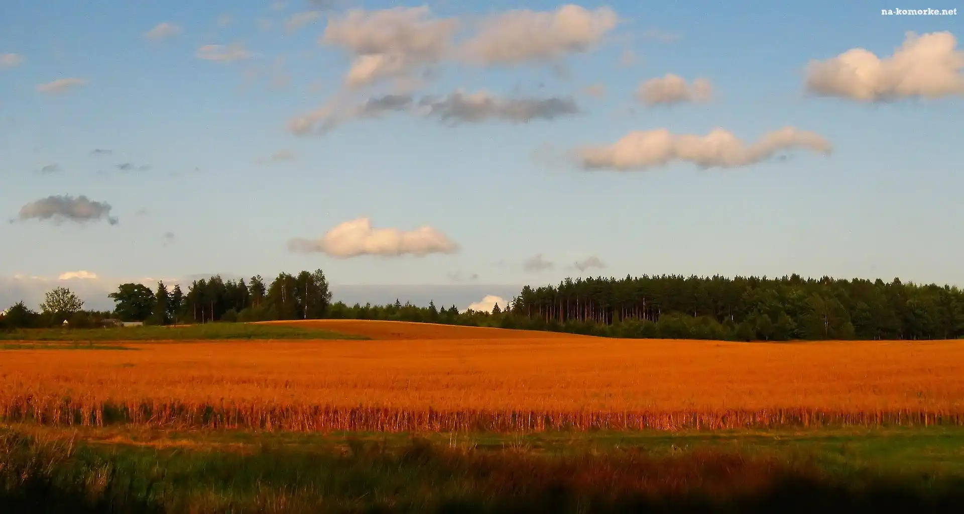 Pole, Jesień, Las