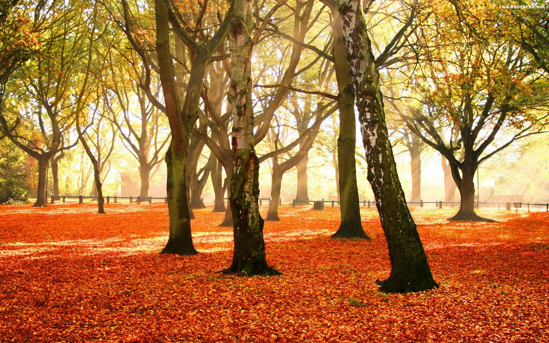 Jesień, Park, Liście, Przebijające, Światło