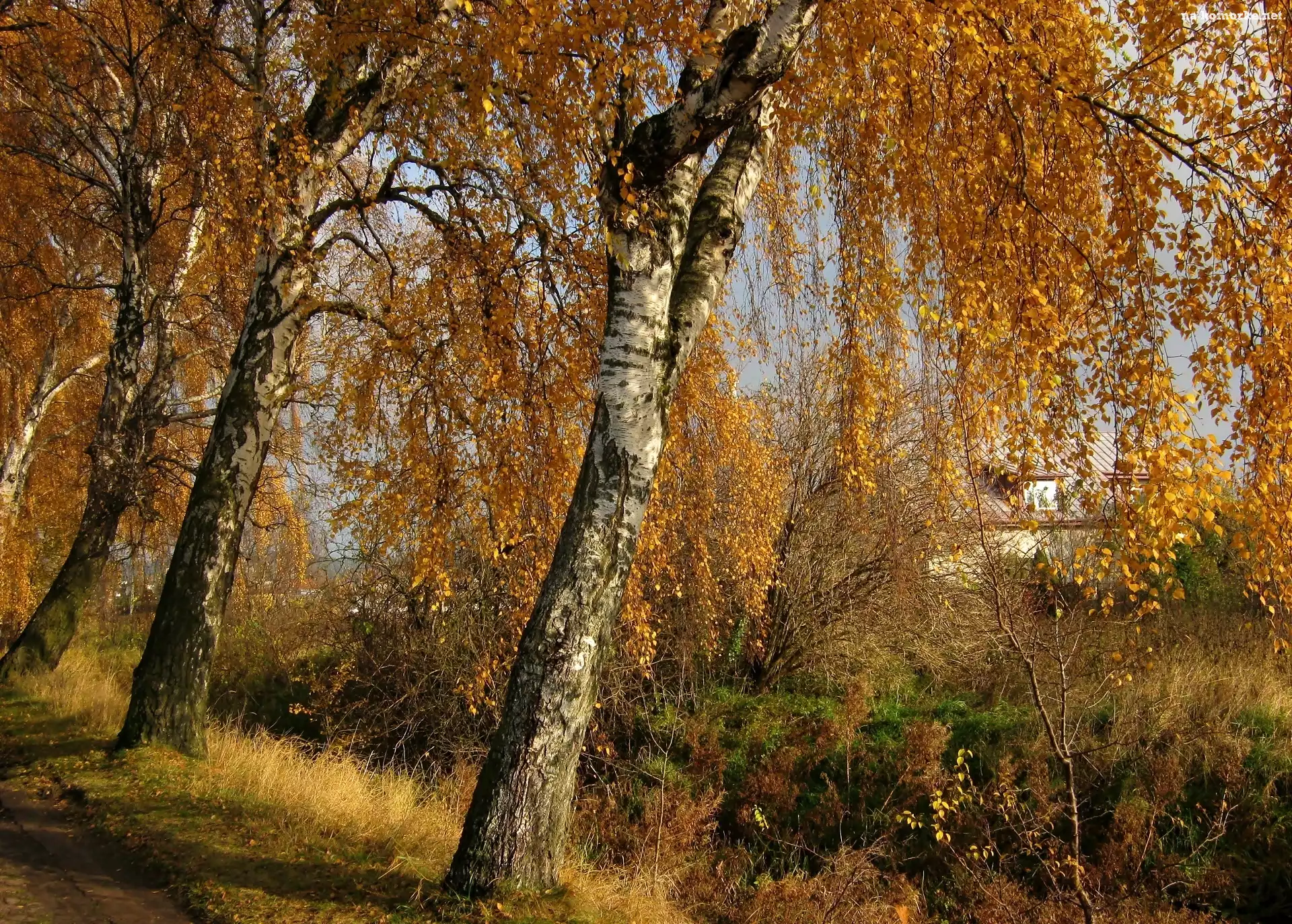 Jesień, Brzozy, Przy Drodze