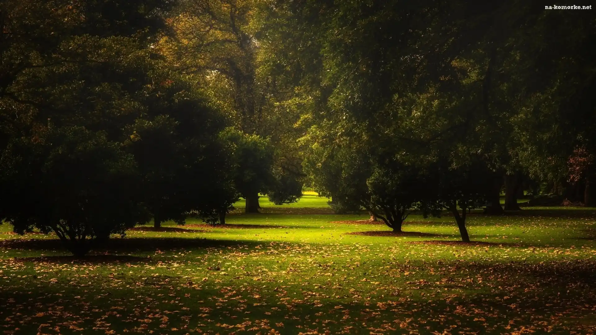 Jesień, Promienie Słońca, Park
