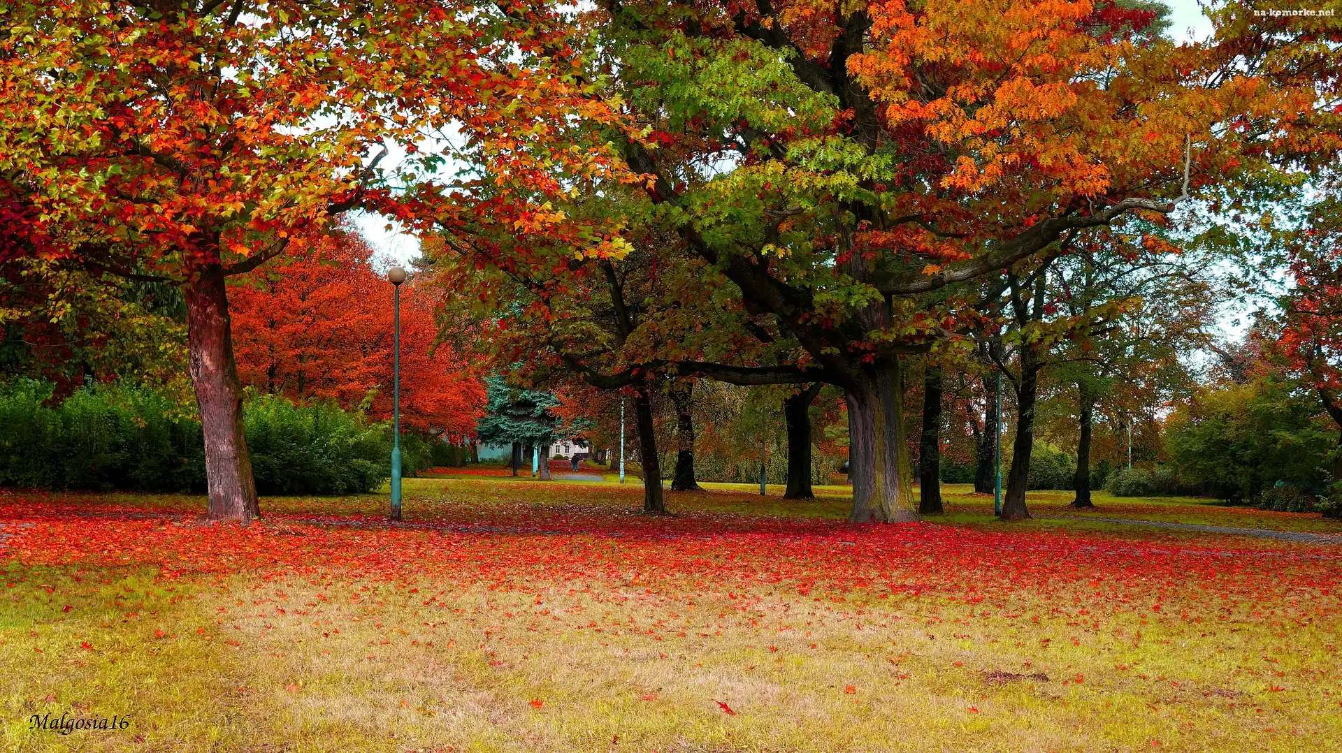 Jesień, Polska, Gdańsk, Park Steffensa, Drzewa