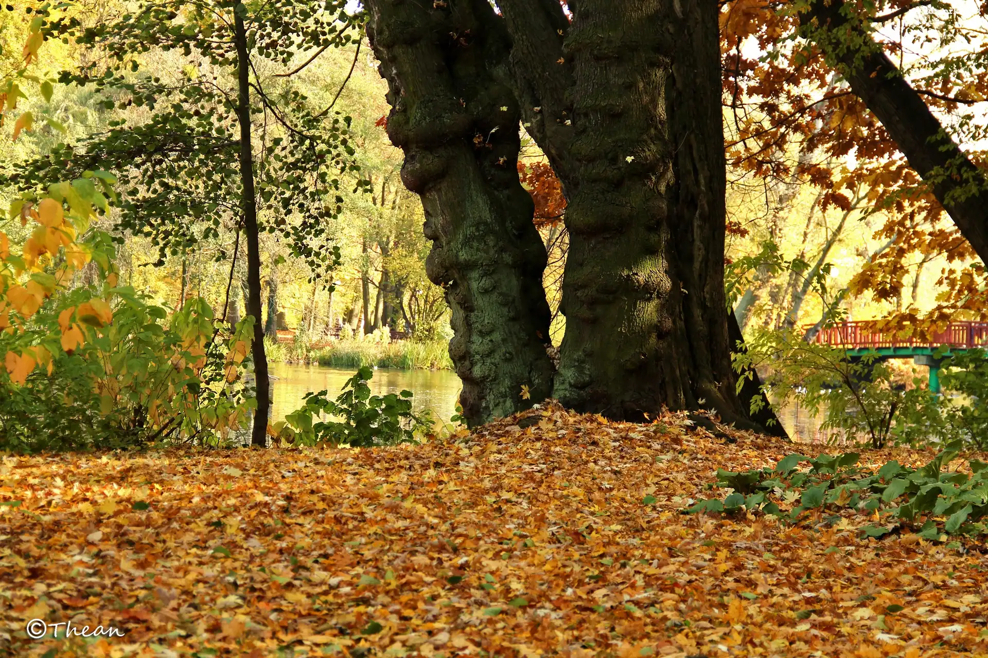 Jesień, Park, Drzewa, Suche, Liście