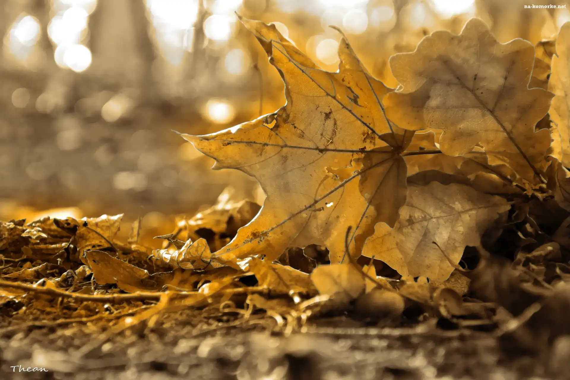 Jesień, Sepia, Suche, Liście