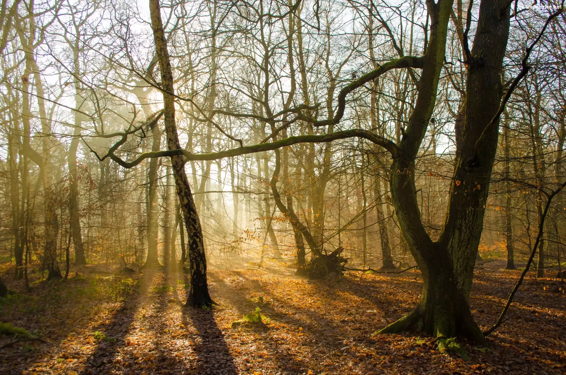 Jesień, Mgła, Przebijające światło, Las