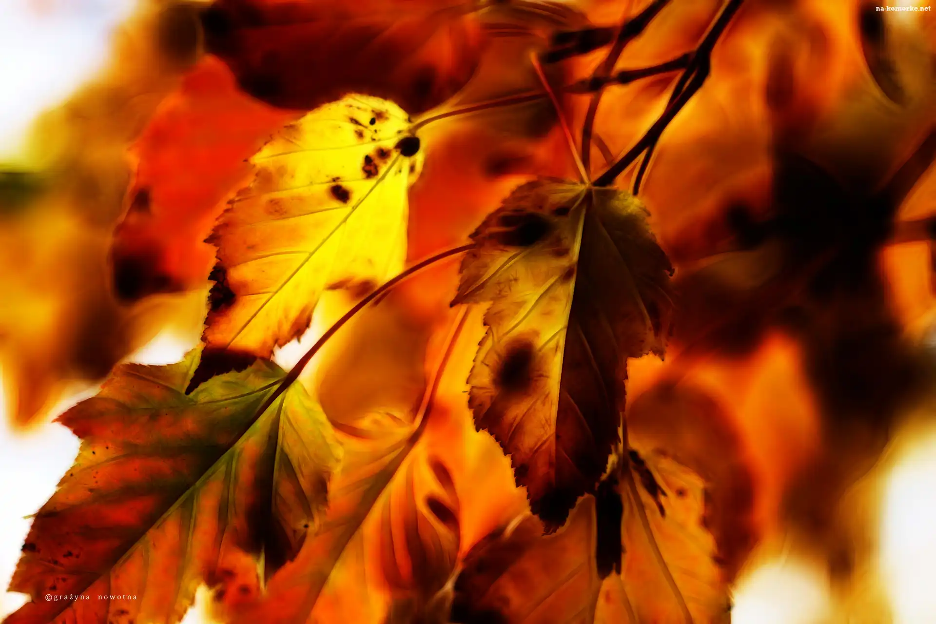 Fractalius, Jesienne, Liście