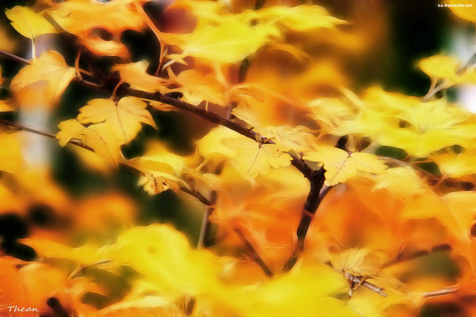 Żółte, Fractalius, Jesienne, Liście