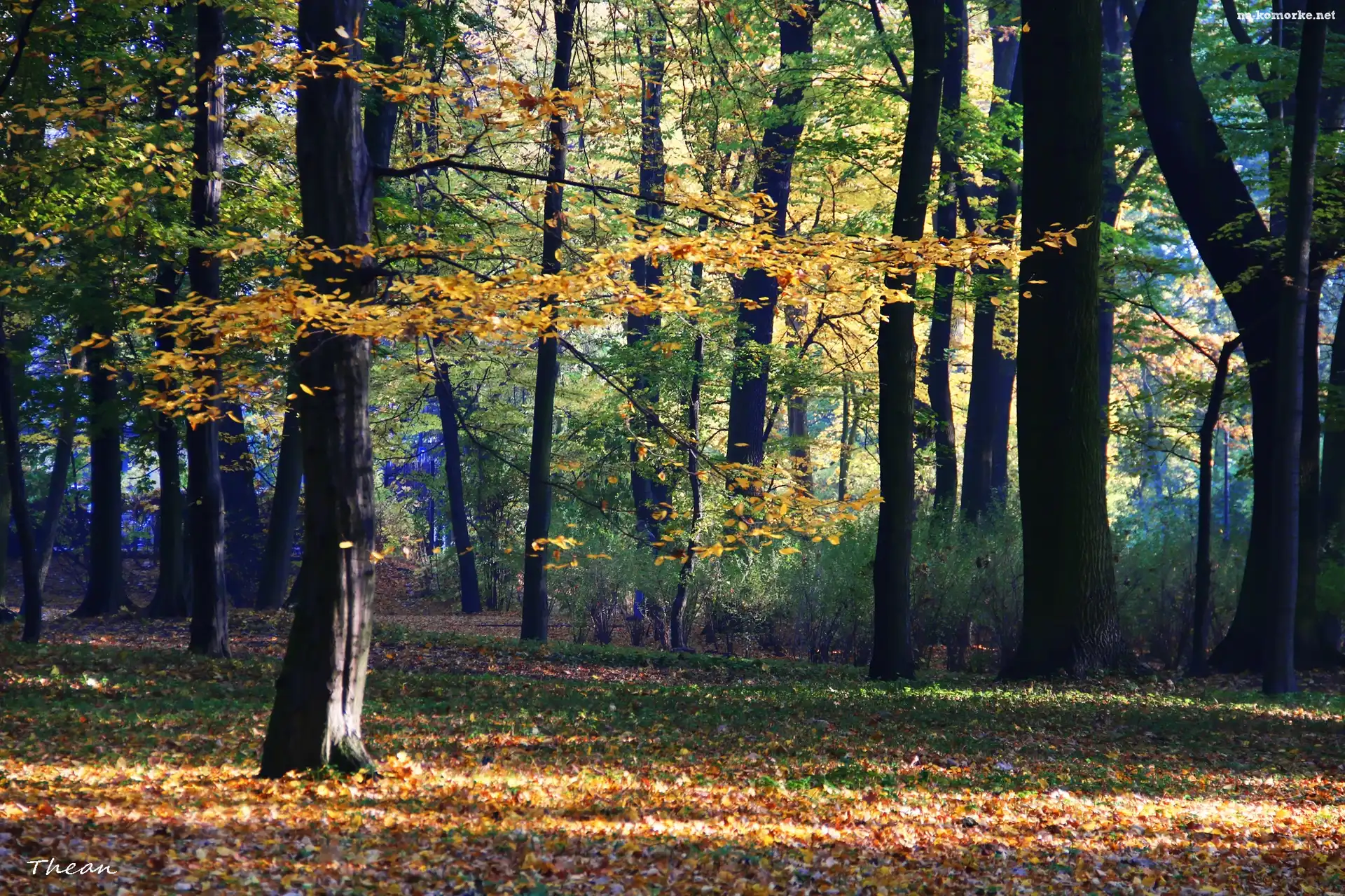 Kolorowy, Jesienny, Park