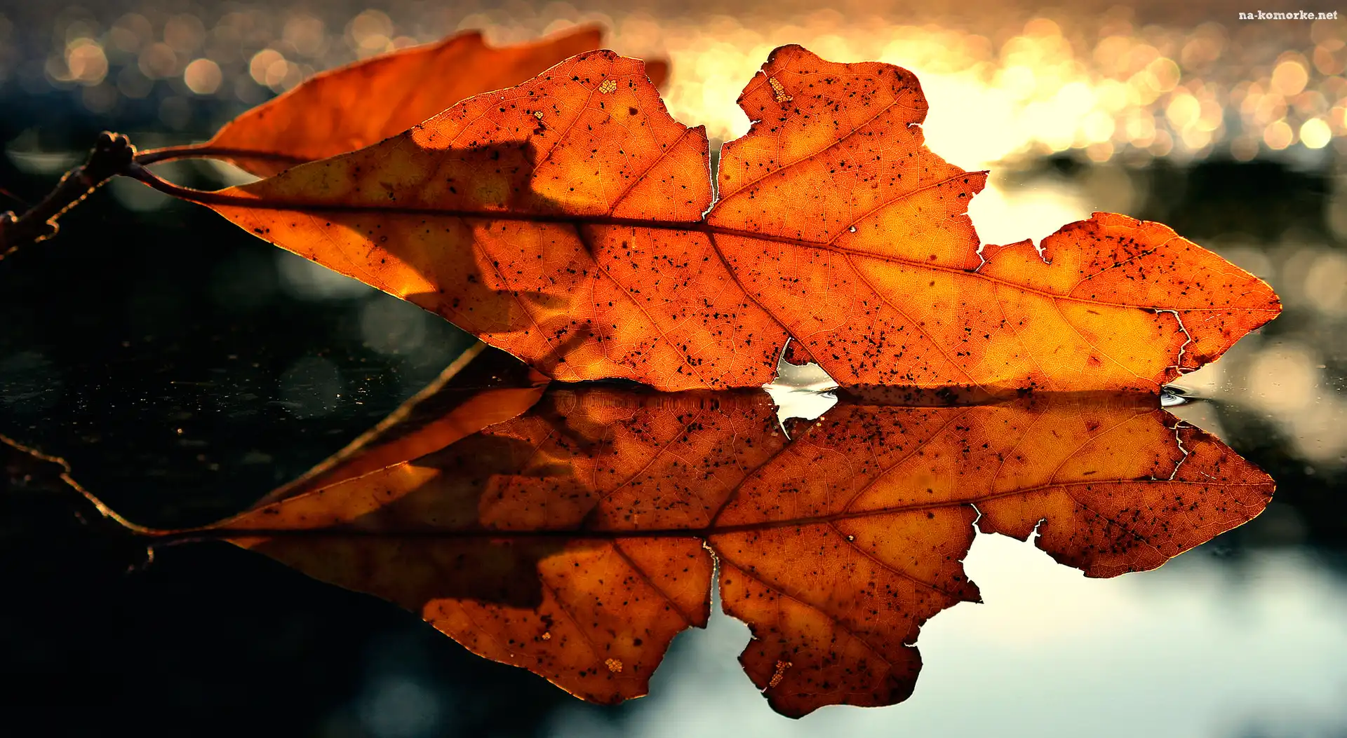 Jesienny, Bokeh, Liść, Odbicie