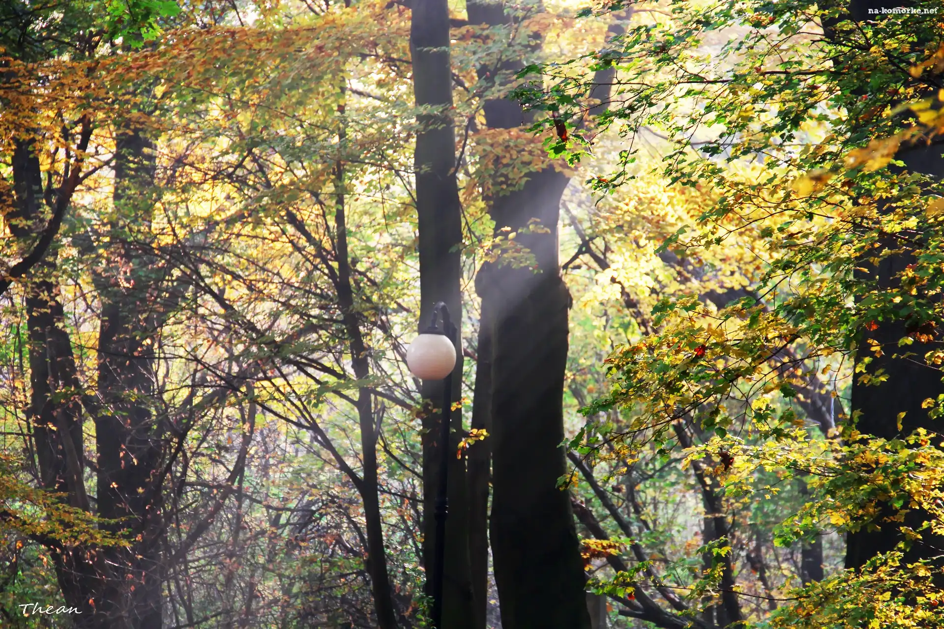 Jesienny, Słońca, Park, Smuga
