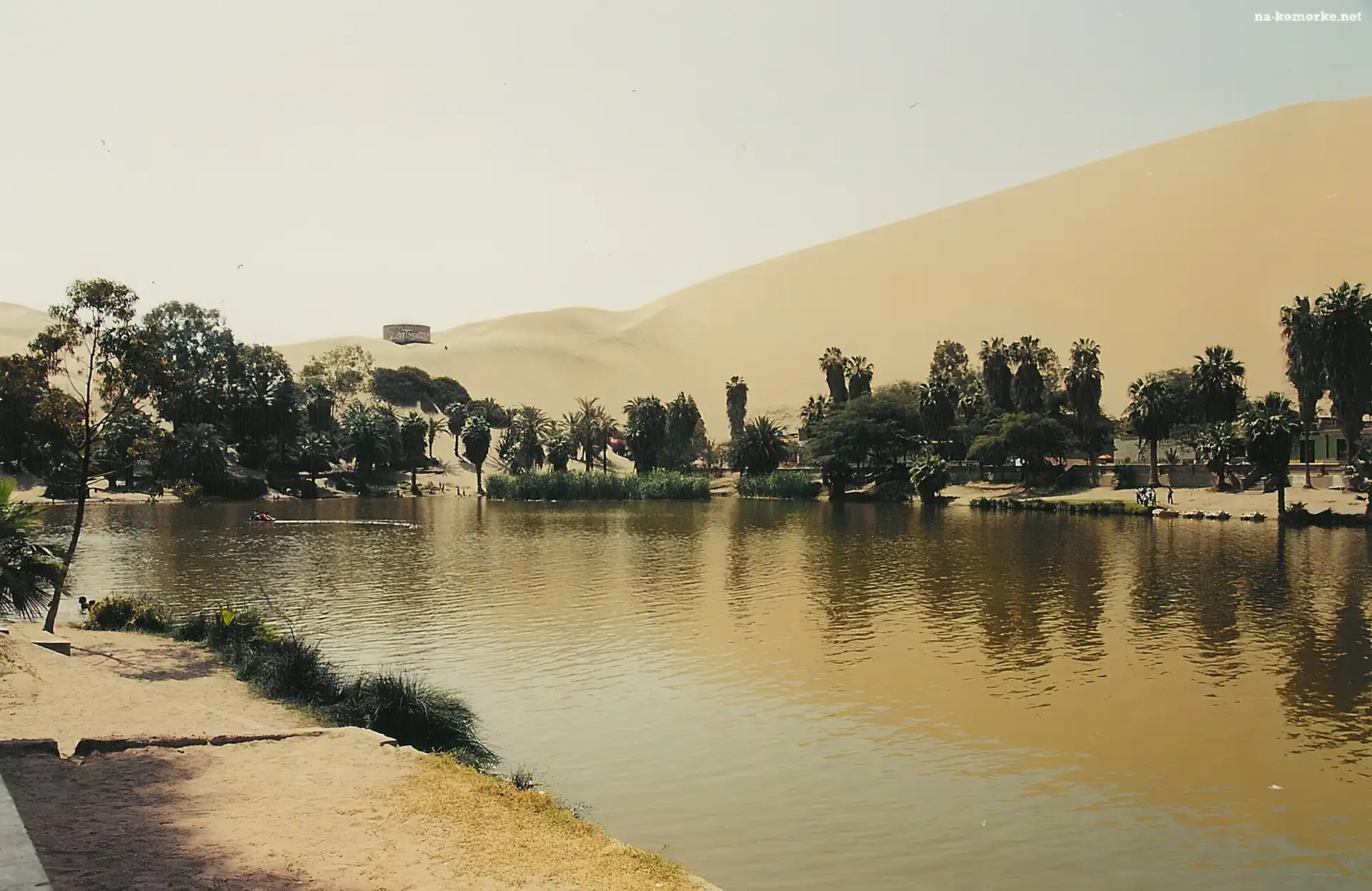 Jeziorko, Peru, Drzewa, Oaza
