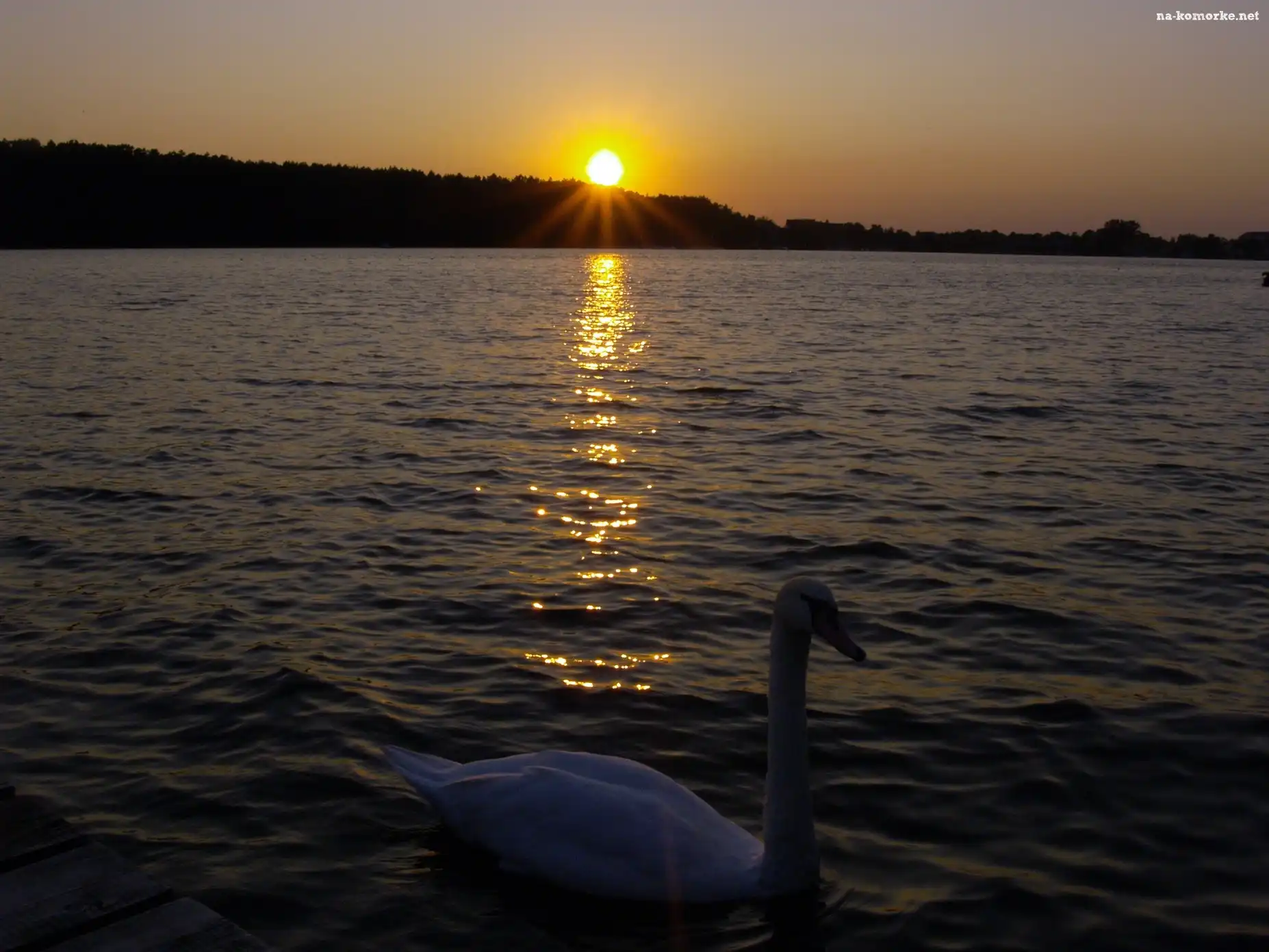 Jezioro, Słońca, Łabędź, Zachód