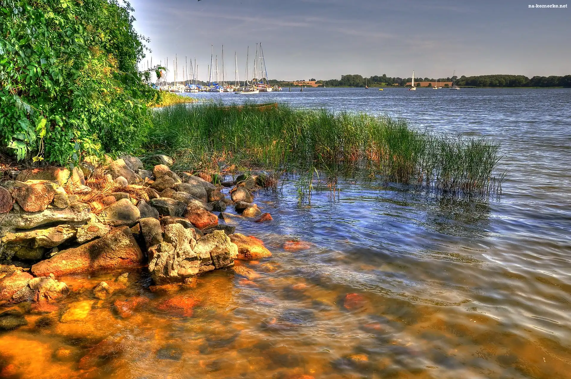 Jezioro, Szuwary, Brzeg, Kamienie