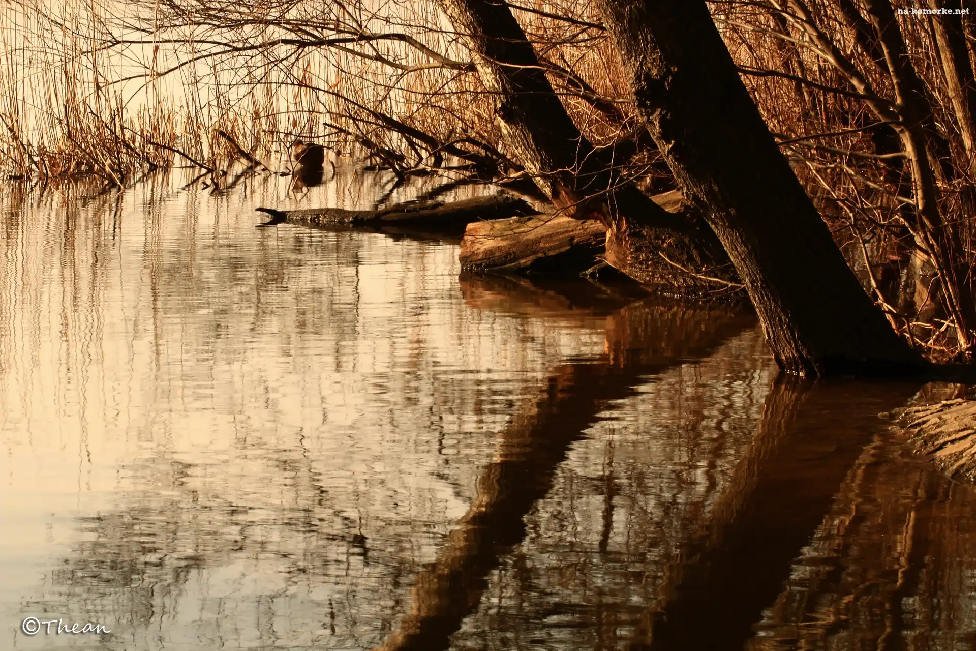 Jezioro, Trzcina, Brzeg, Drzewa