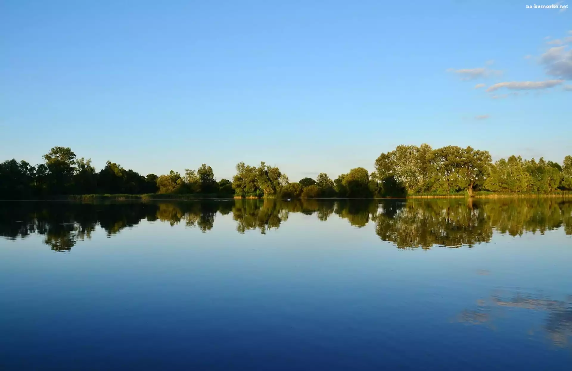 Jezioro, Drzewa