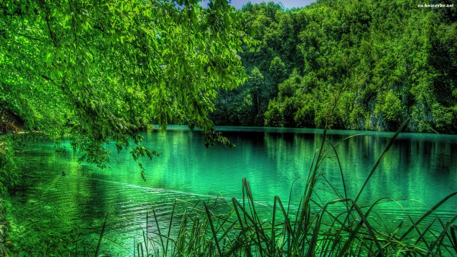 Jezioro, Drzewa