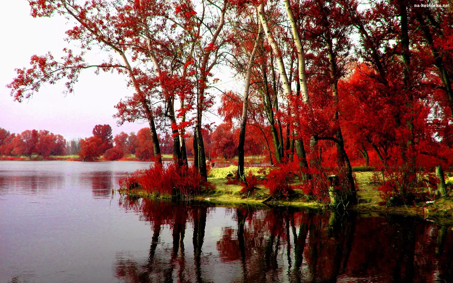Jezioro, Drzewa
