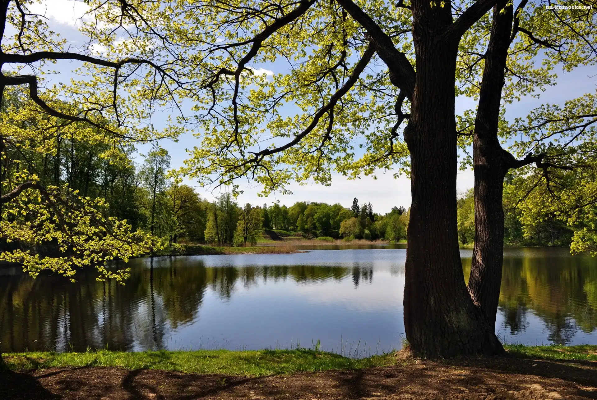 Jezioro, Drzewa