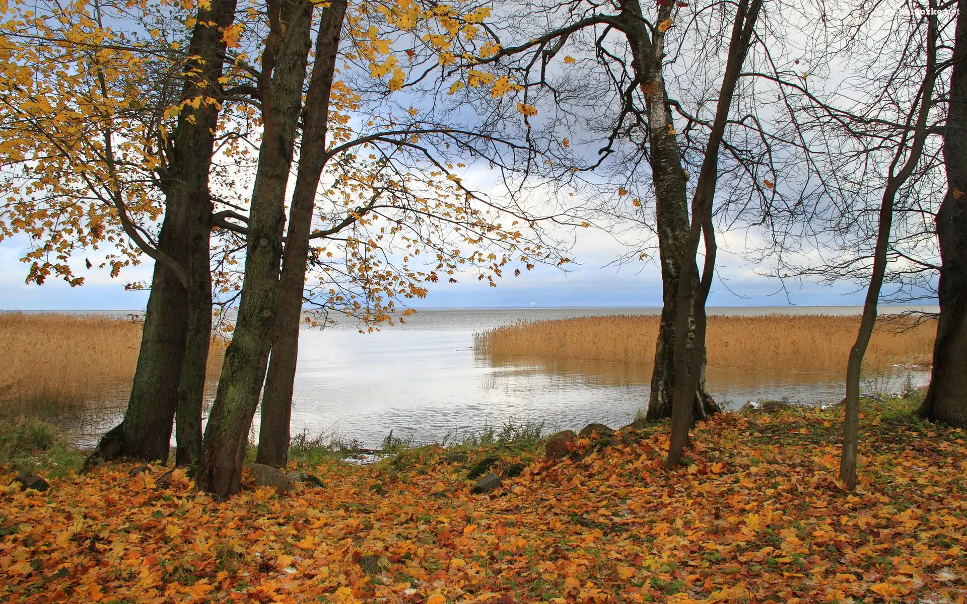 Jezioro, Jesień, Drzewa, Liście