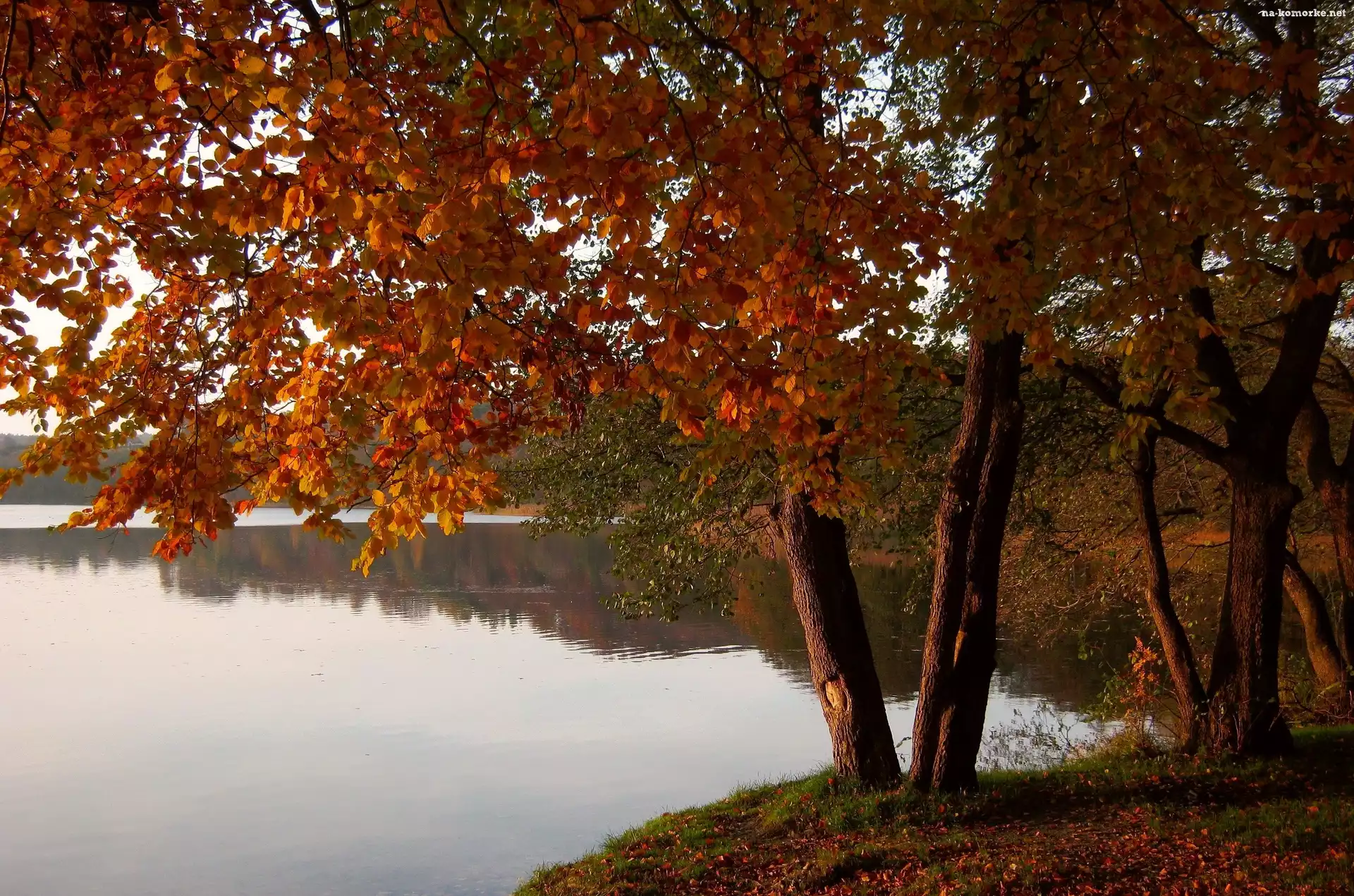 Jezioro, Krajobraz, Drzewa, Jesień