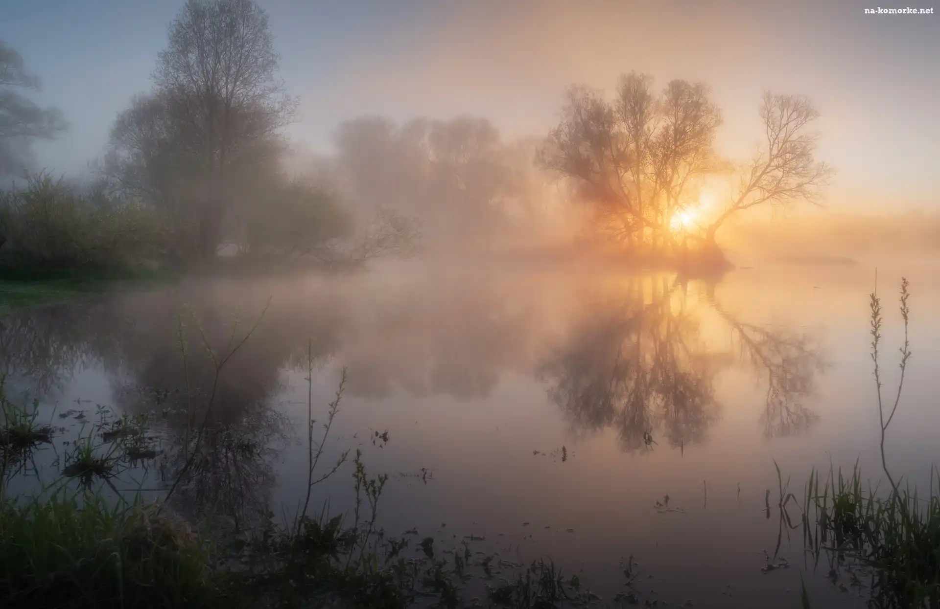 Jezioro, Rośliny, Drzewa, Mgła