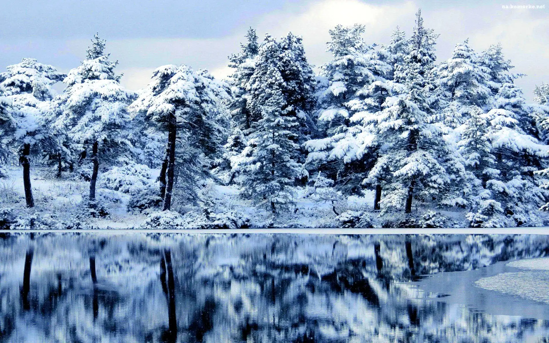 Drzewa, Zima, Jezioro