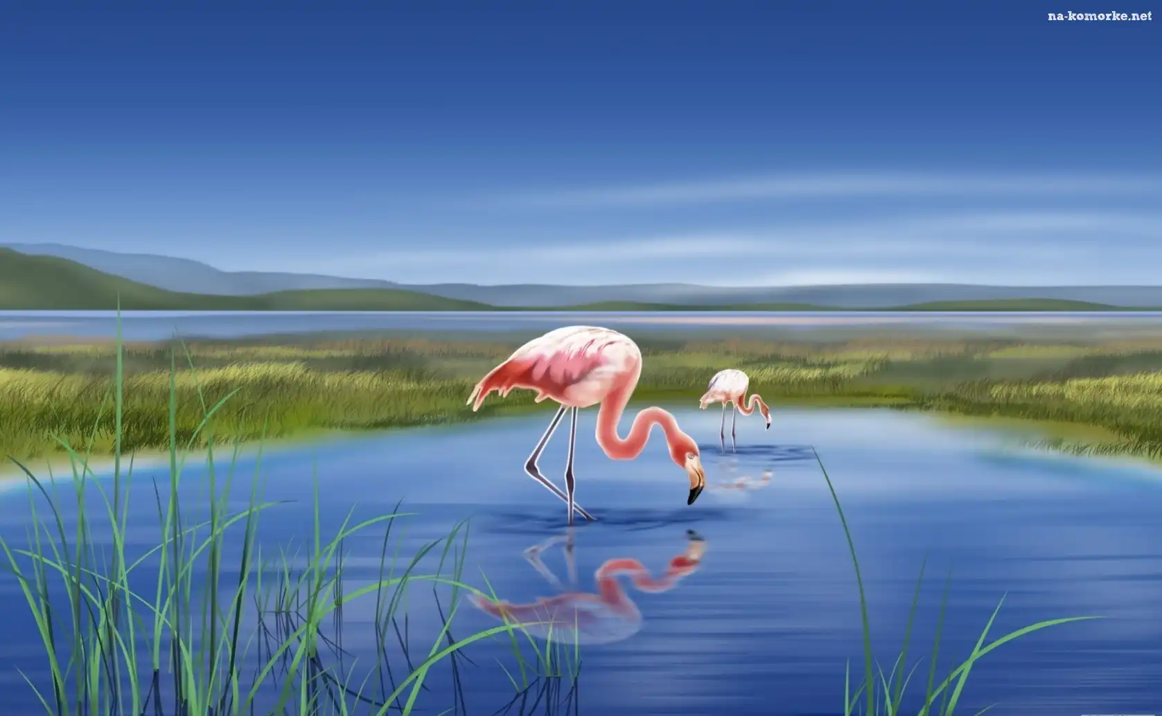 Jezioro, Grafika, Dwa, Flamingi