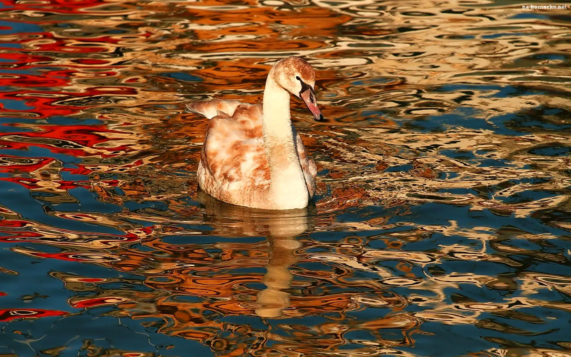 Łabędź, Fale, Jezioro, Jesień